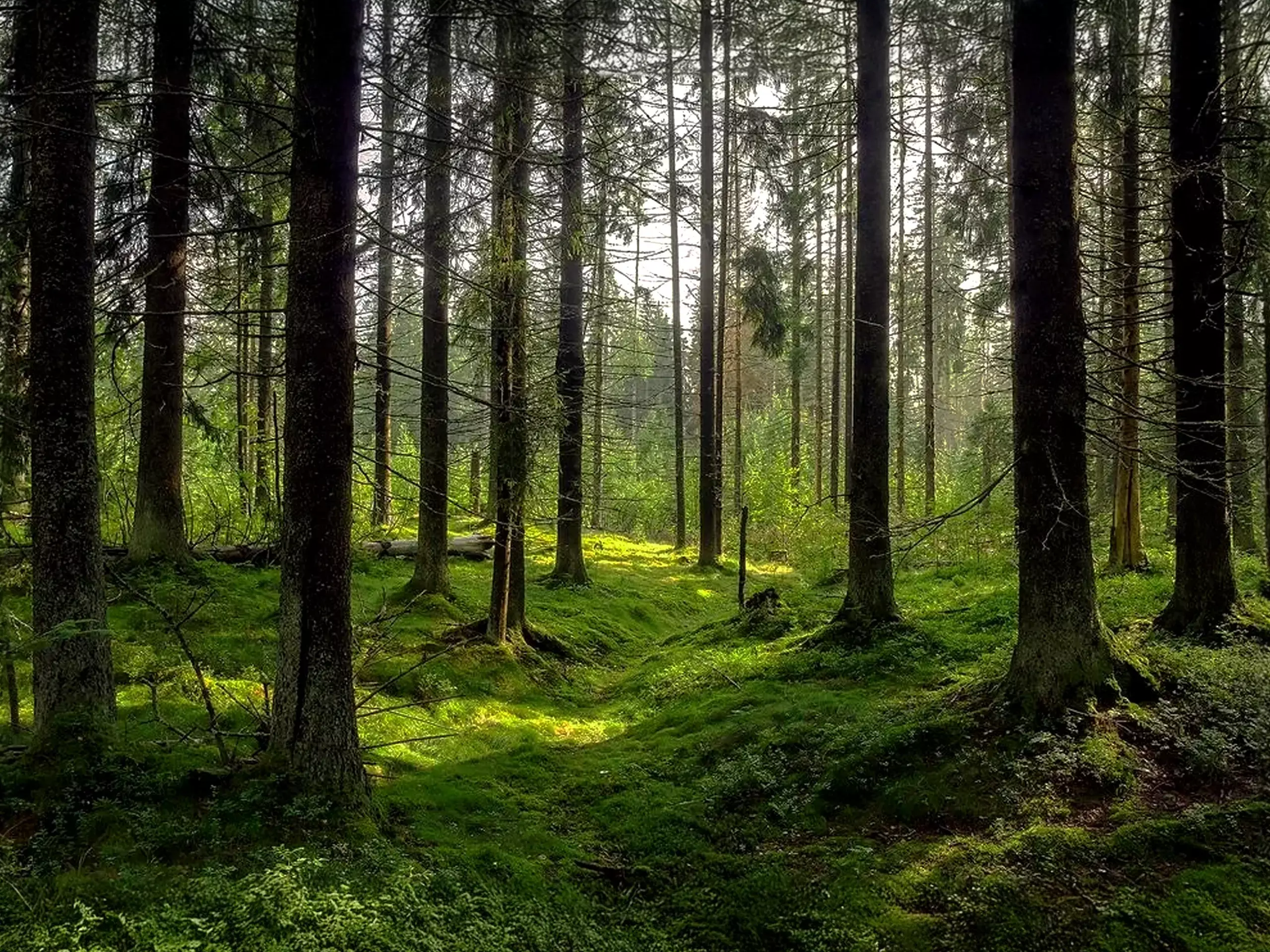 കാര്‍ഷിക വനവല്‍ക്കരണം; മരം മുറിക്കല്‍  നിയമങ്ങള്‍ കേന്ദ്രം ലഘൂകരിക്കുന്നു