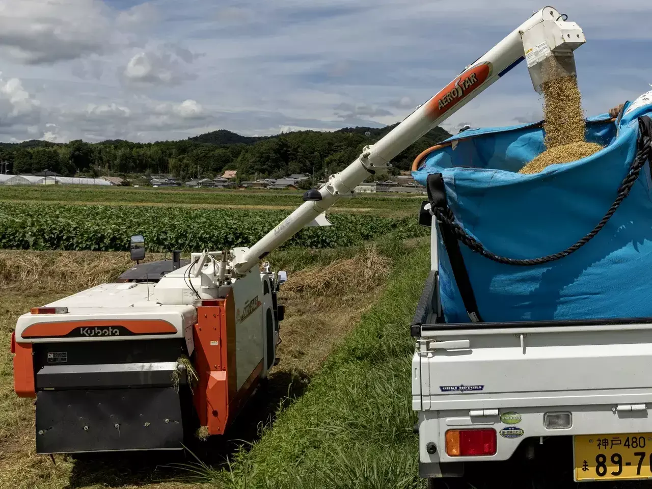 japan says no to us rice, trump threatens