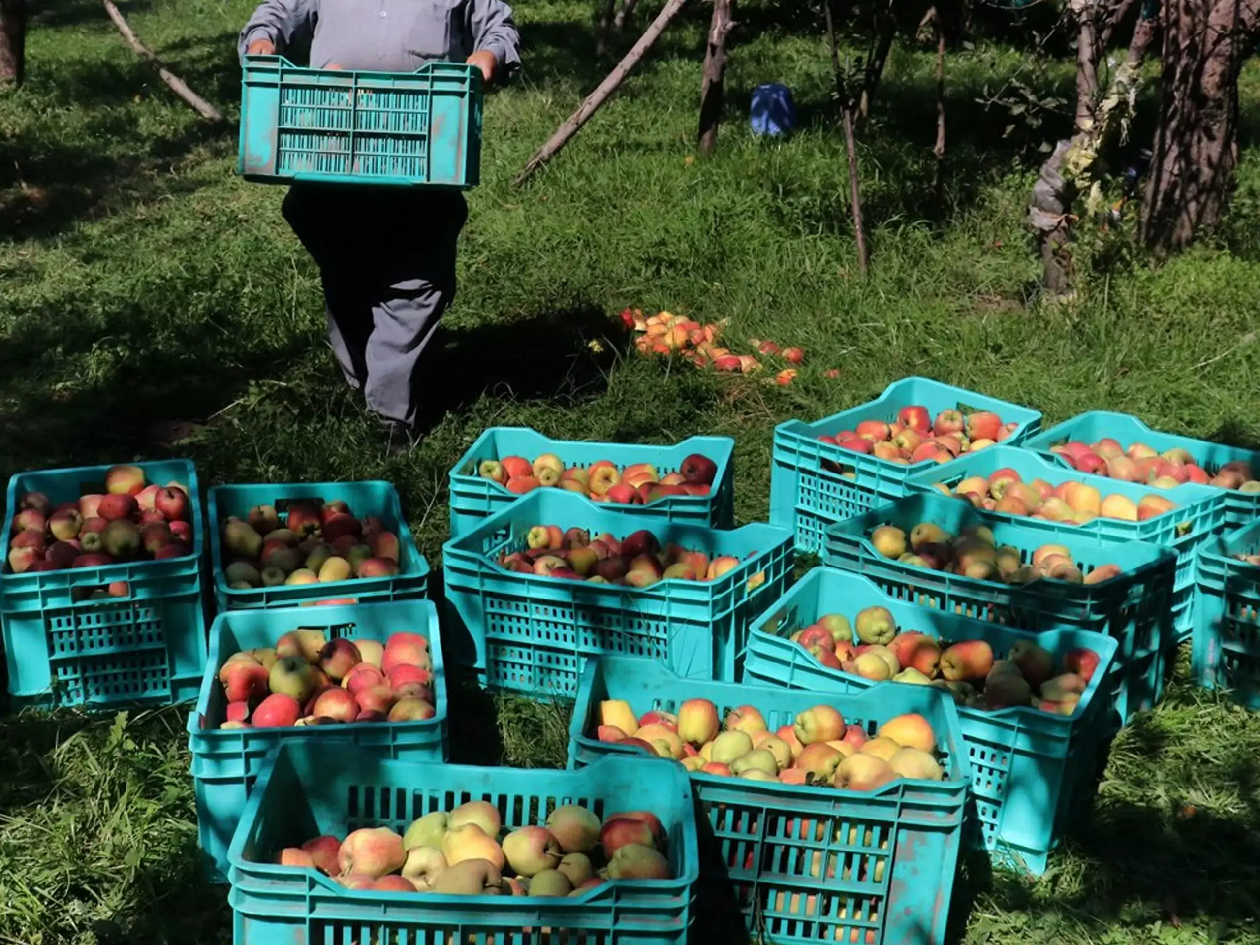 ഇറക്കുമതി; കശ്മീര്‍ ആപ്പിള്‍  വ്യാപാരികള്‍ക്ക് സംരക്ഷണം നല്‍കും