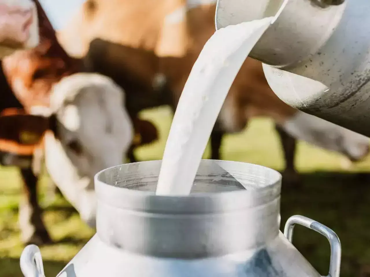 govt to increase milk procurement by 50 percent in five years