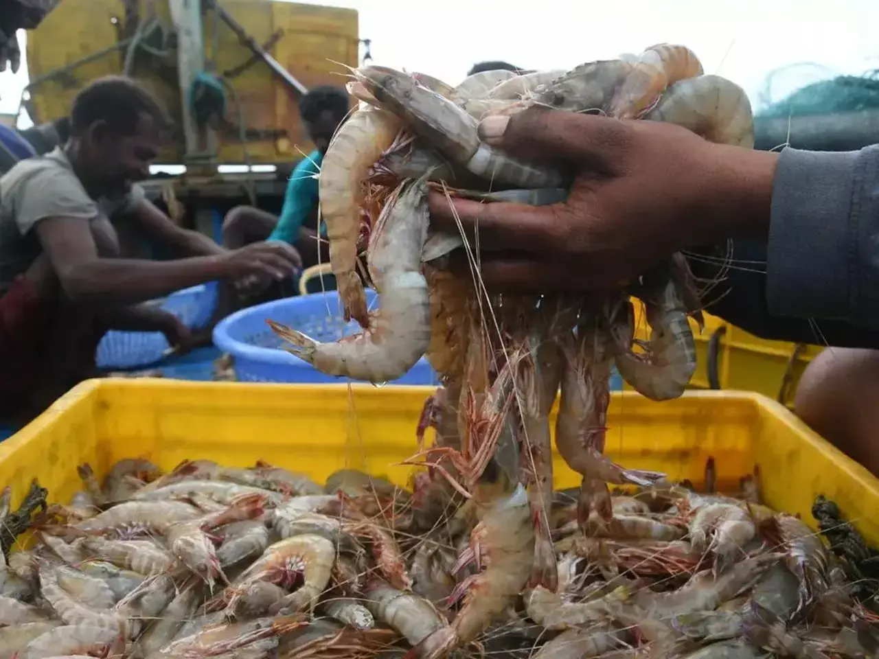 tariffs, shrimp exporters seek government help