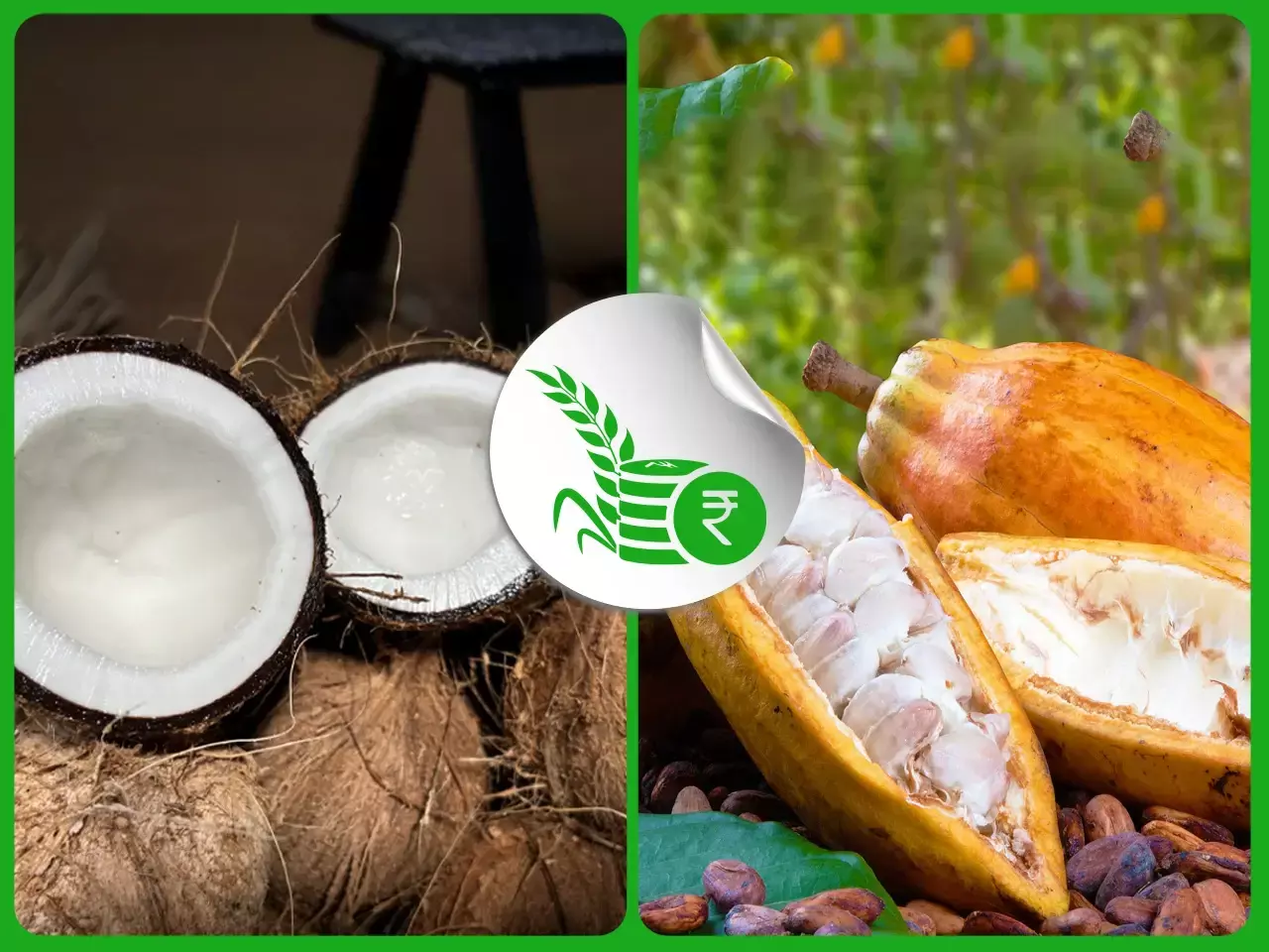 നാളികേരവിപണിയില്‍ തിരിച്ചുവരവ്;  കൊക്കോ കര്‍ഷകര്‍ പ്രതിസന്ധിയില്‍