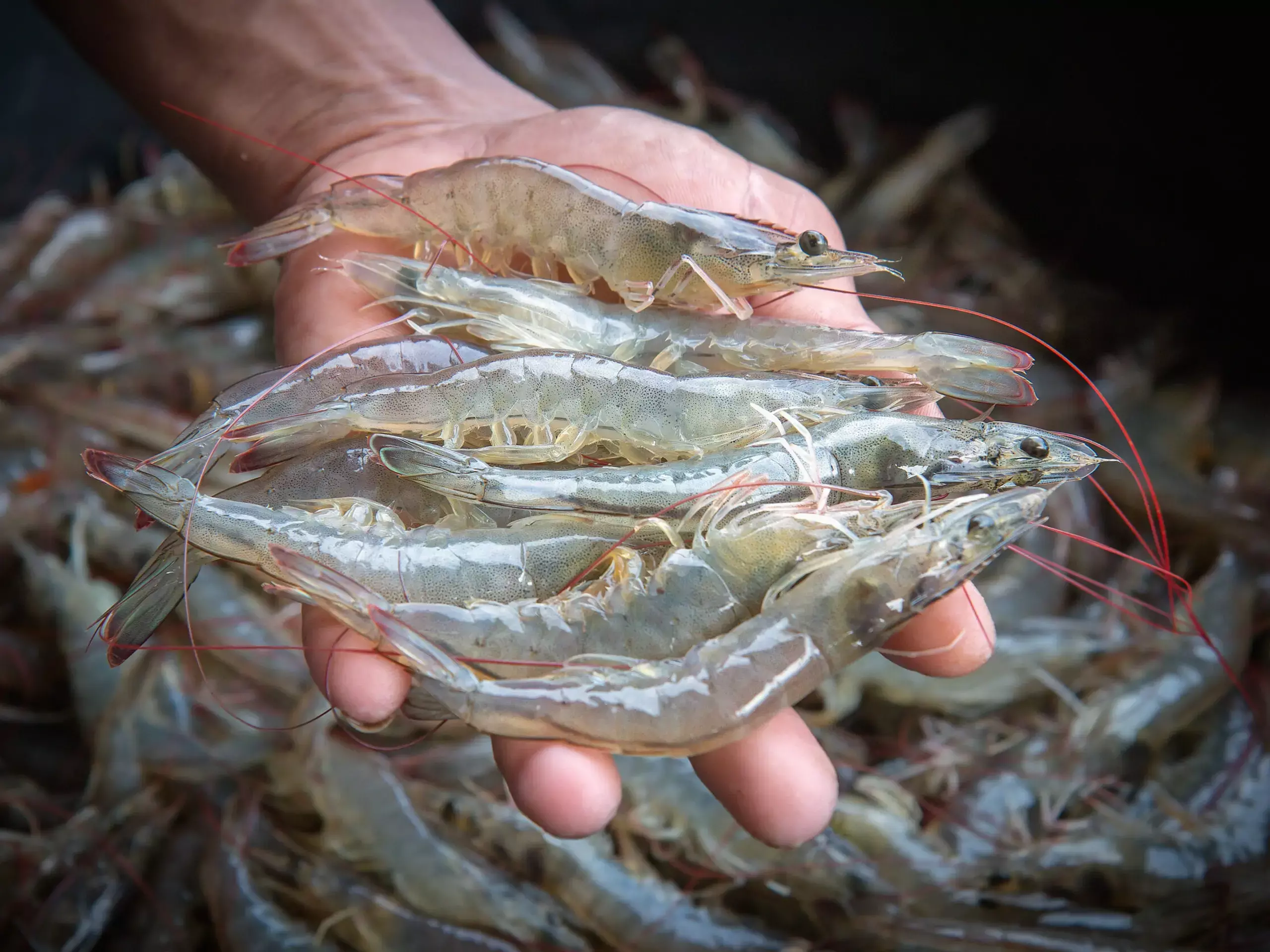 ചെമ്മീന്‍ കയറ്റുമതി 18 ശതമാനംവരെ ഇടിയുമെന്ന് ക്രിസില്‍