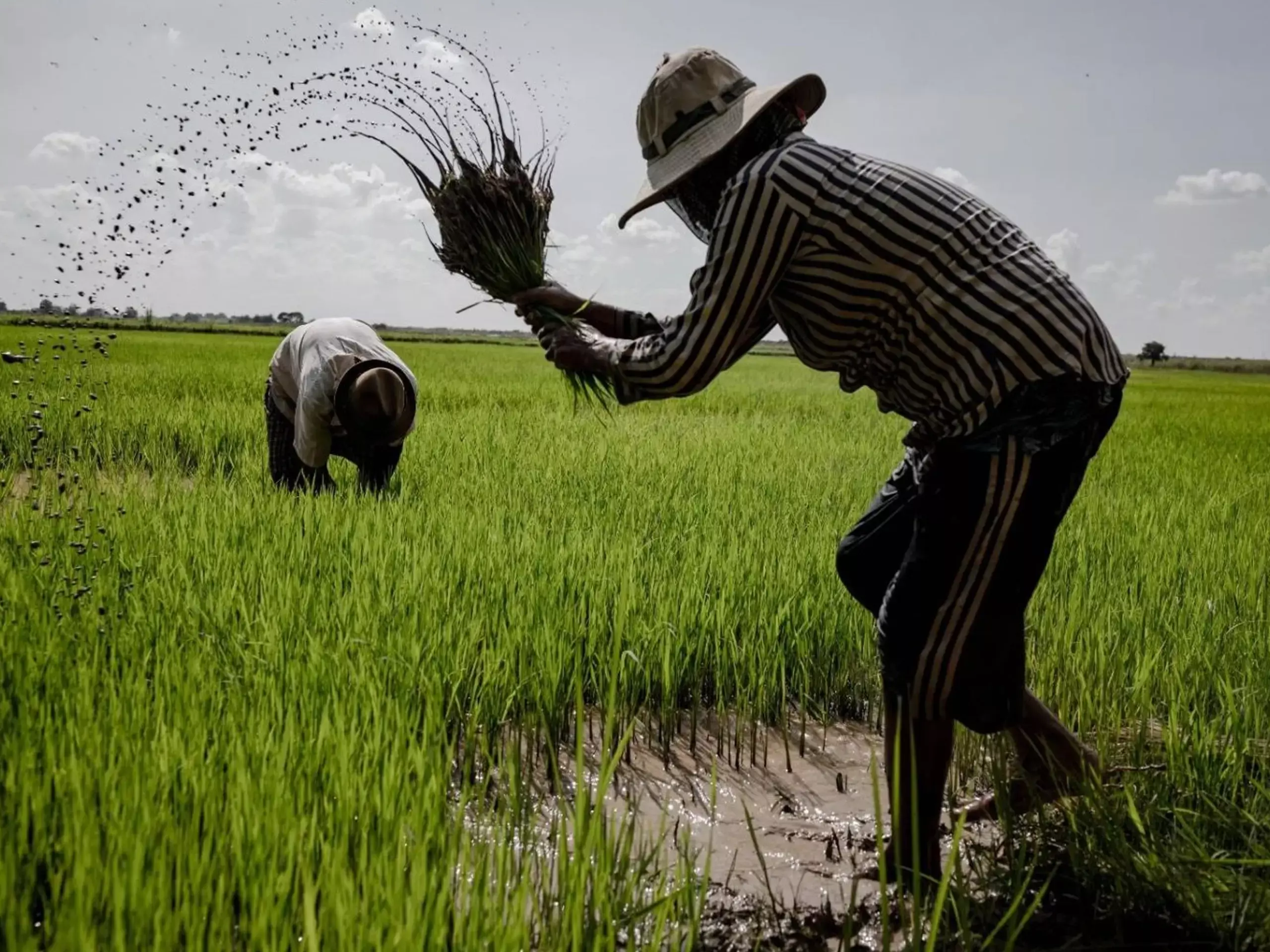 കാർഷിക മേഖലയിൽ വരുന്നത് സമഗ്രമാറ്റങ്ങൾ; അരിക്ക് കൂടുതൽ ആഗോള വിപണി
