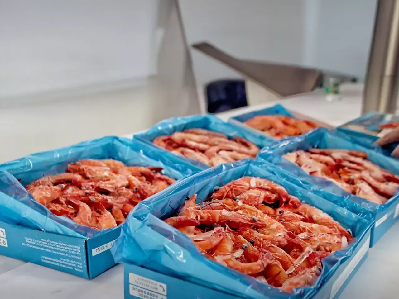 shrimp exports to china increase, relief for seafood sector