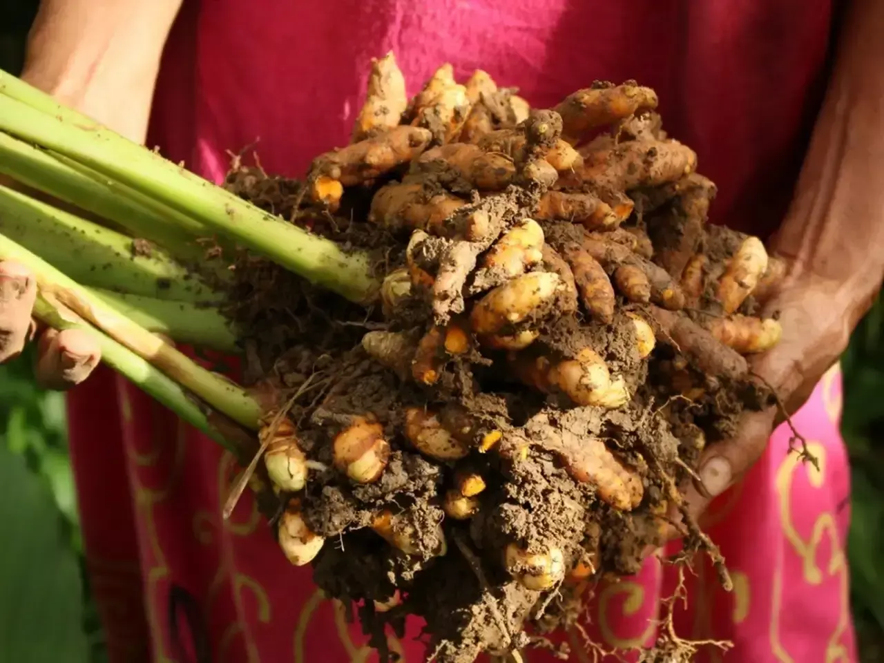 is the native yellow dying