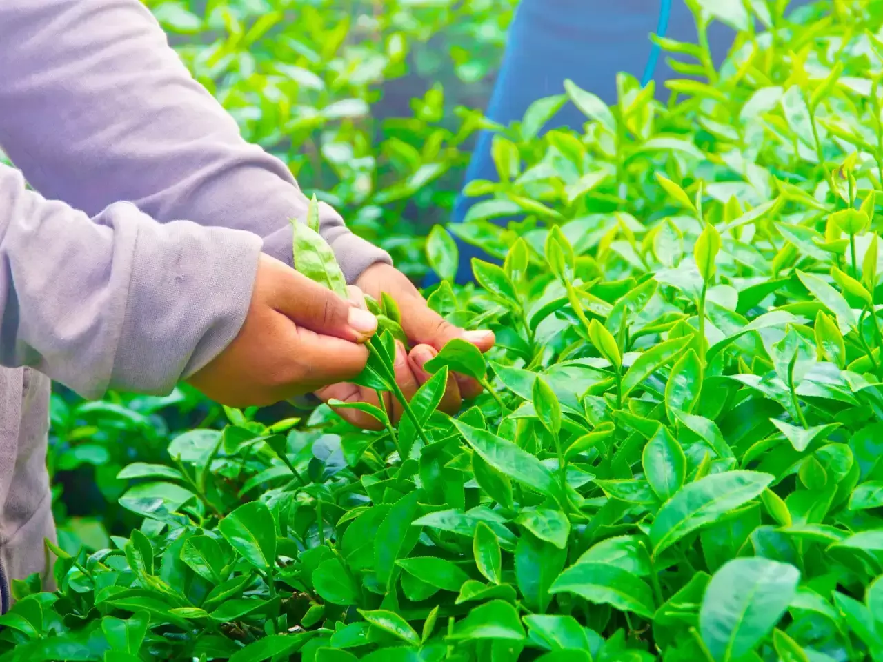 report, tea production down