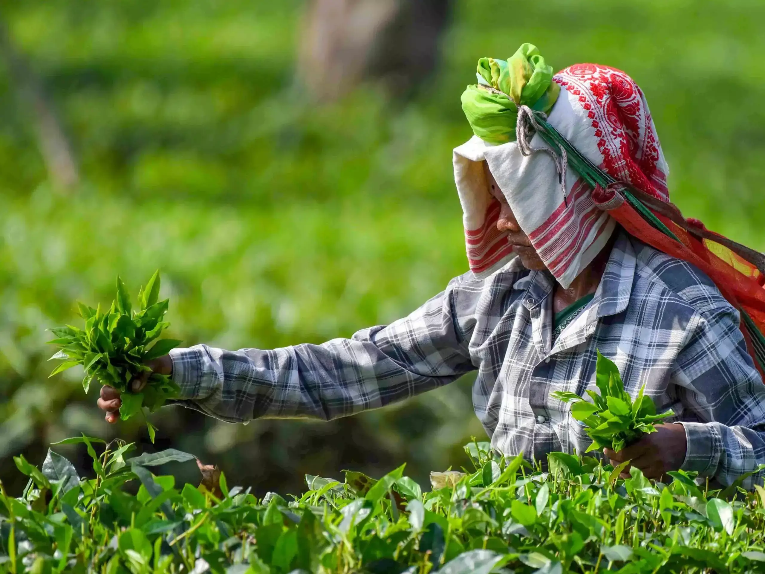 രാജ്യത്തെ തേയില ഉല്‍പ്പാദനത്തില്‍ ഇടിവ്