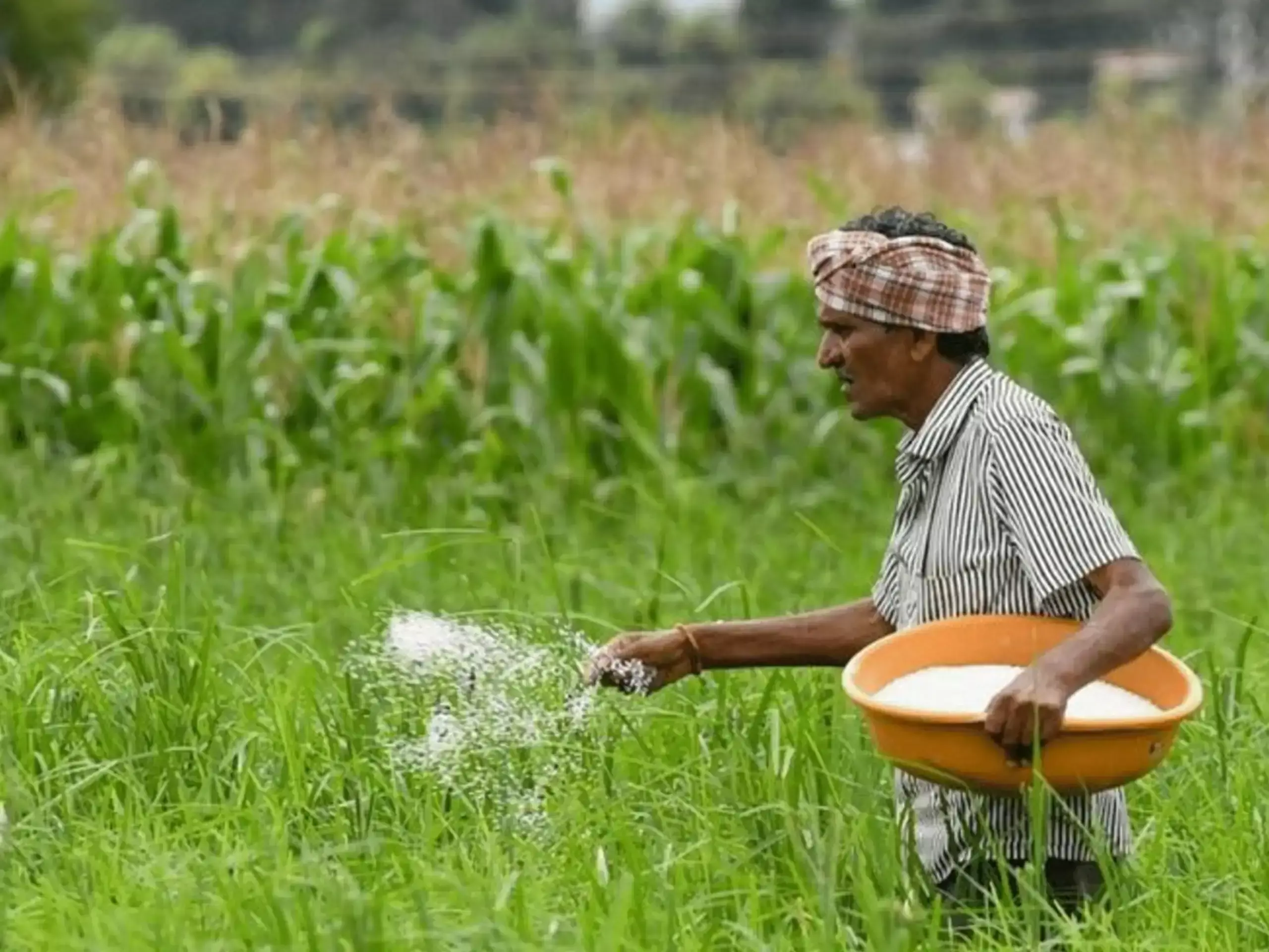 യൂറിയ ഇറക്കുമതി ഇരട്ടിയായി;   ക്ഷാമമില്ലെന്ന് സര്‍ക്കാര്‍