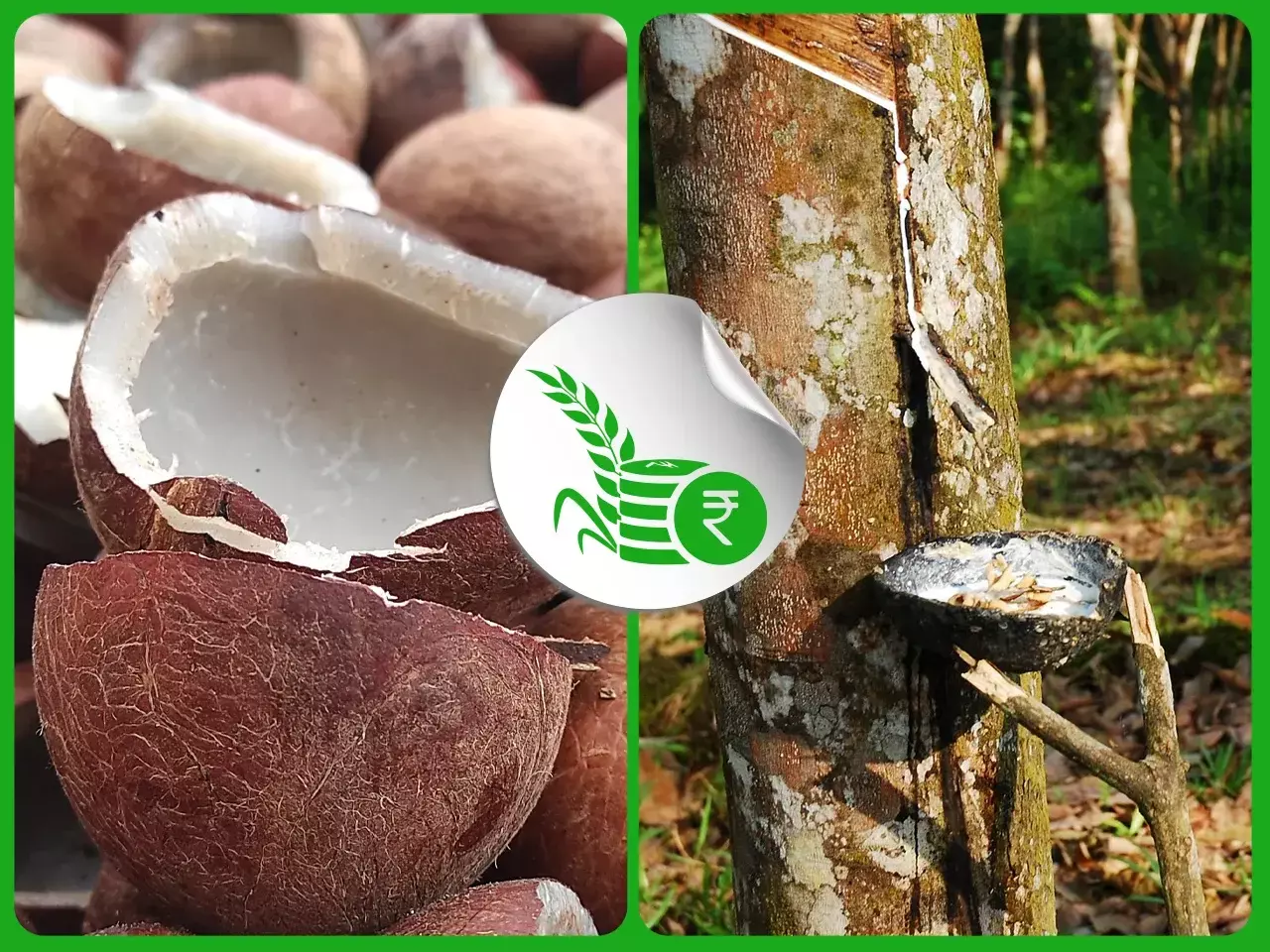 മാറ്റമില്ലാതെ റബര്വില; കൊപ്രവില വര്ദ്ധിച്ചു മാറ്റമില്ലാതെ റബര്വില; കൊപ്രവില വര്ദ്ധിച്ചു