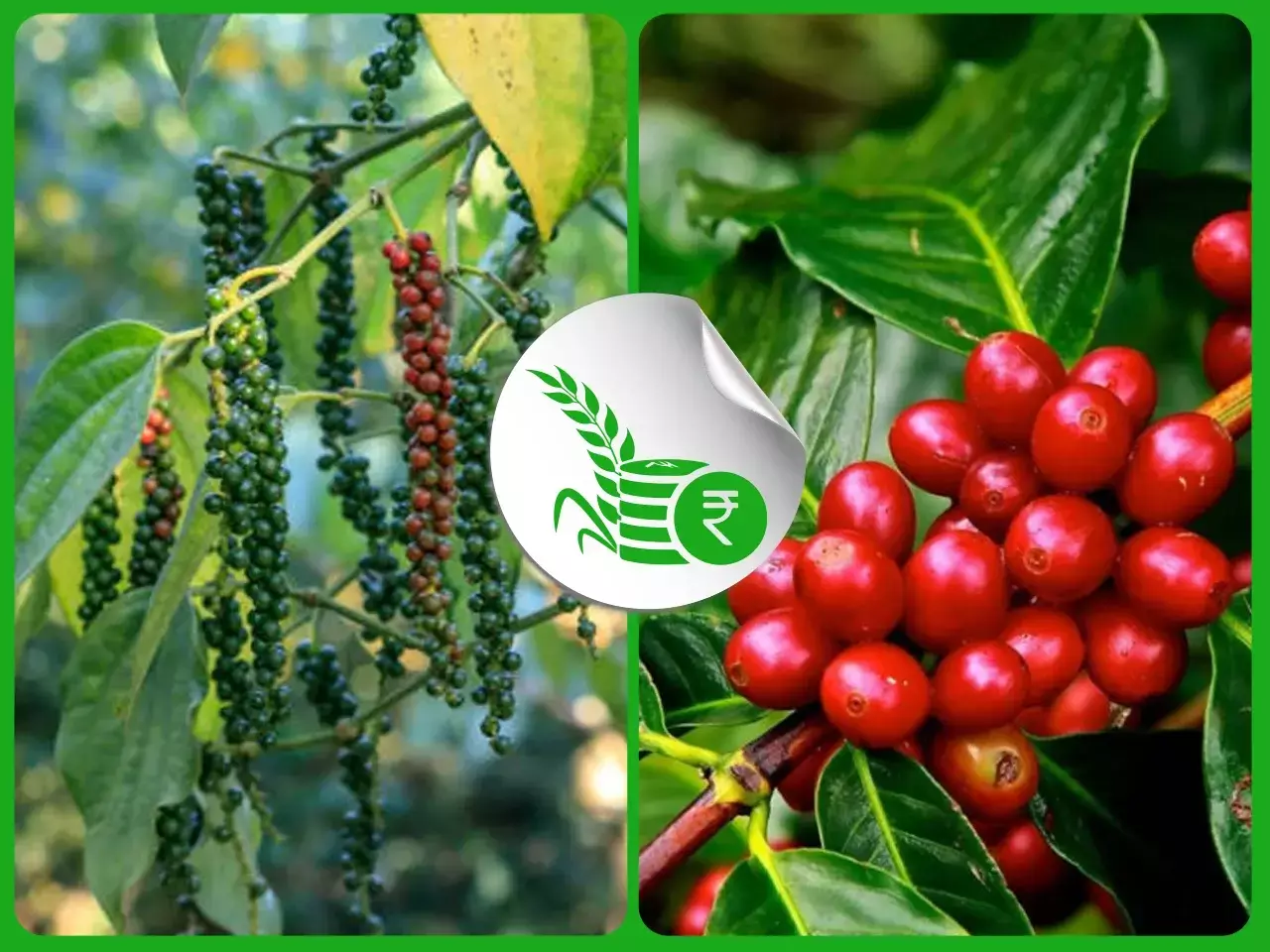 കുരുമുളക് വിലത്തകര്‍ച്ച രൂക്ഷം;  കാപ്പിക്ക് വില ഉയര്‍ന്നേക്കും