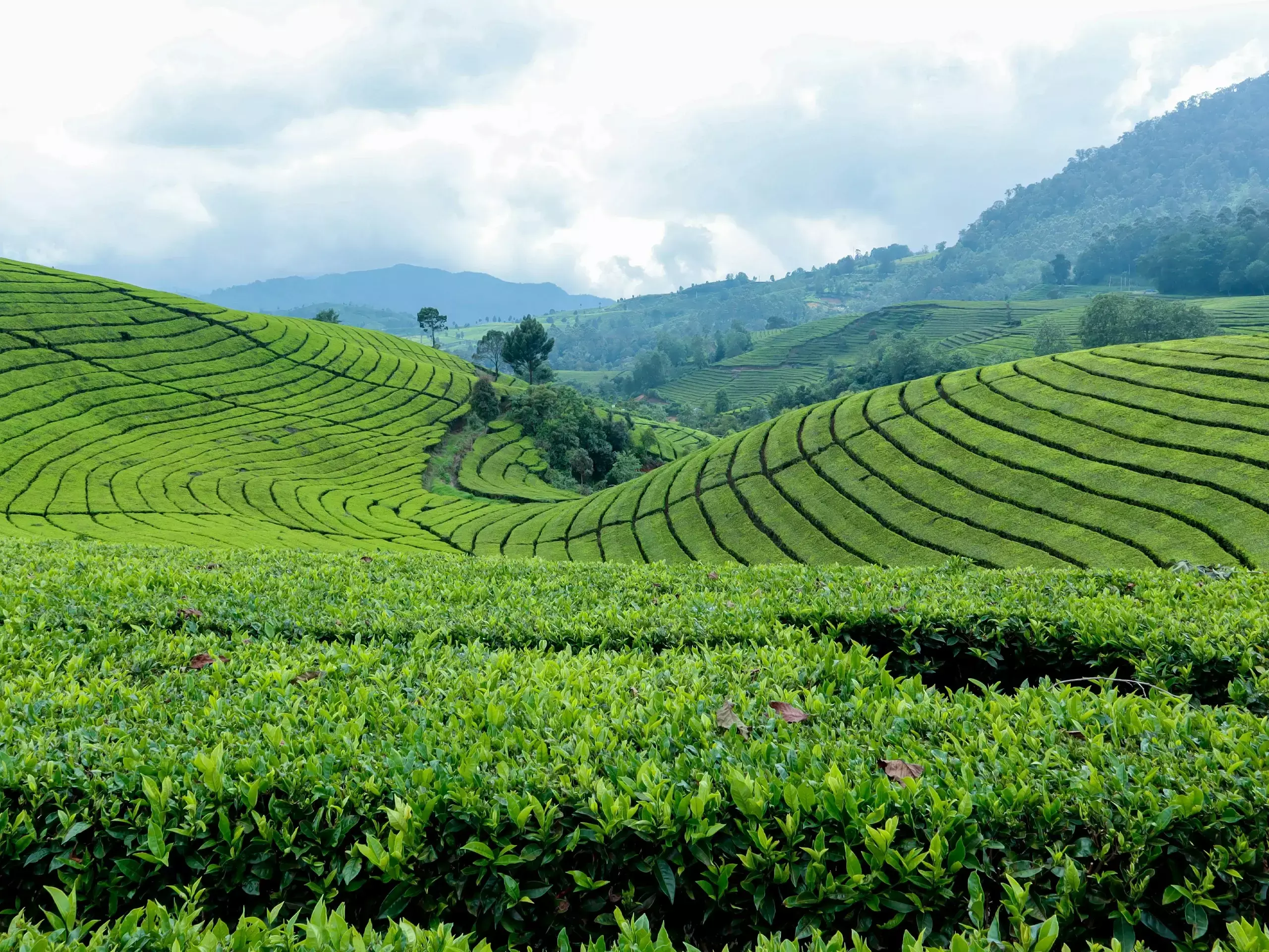 കൊച്ചിയിലെ ലേല കേന്ദ്രങ്ങളില്‍ തേയില വില ഉയര്‍ന്നു