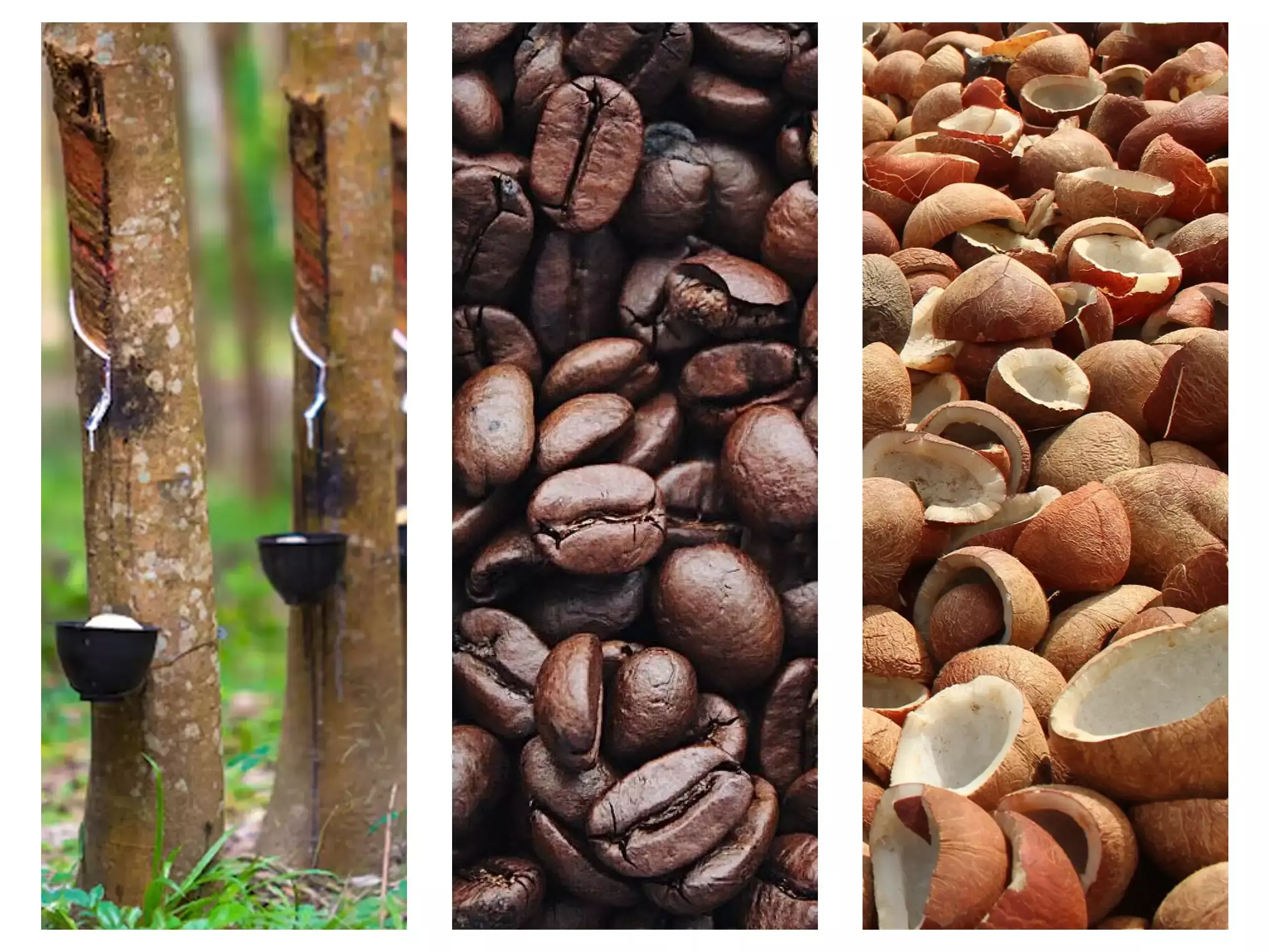 കൊപ്ര വില തുടര്‍ച്ചയായ ഇടിവില്‍.  കാപ്പി വിപണയില്‍ ഭീതി പരത്തി വിളനാശം.