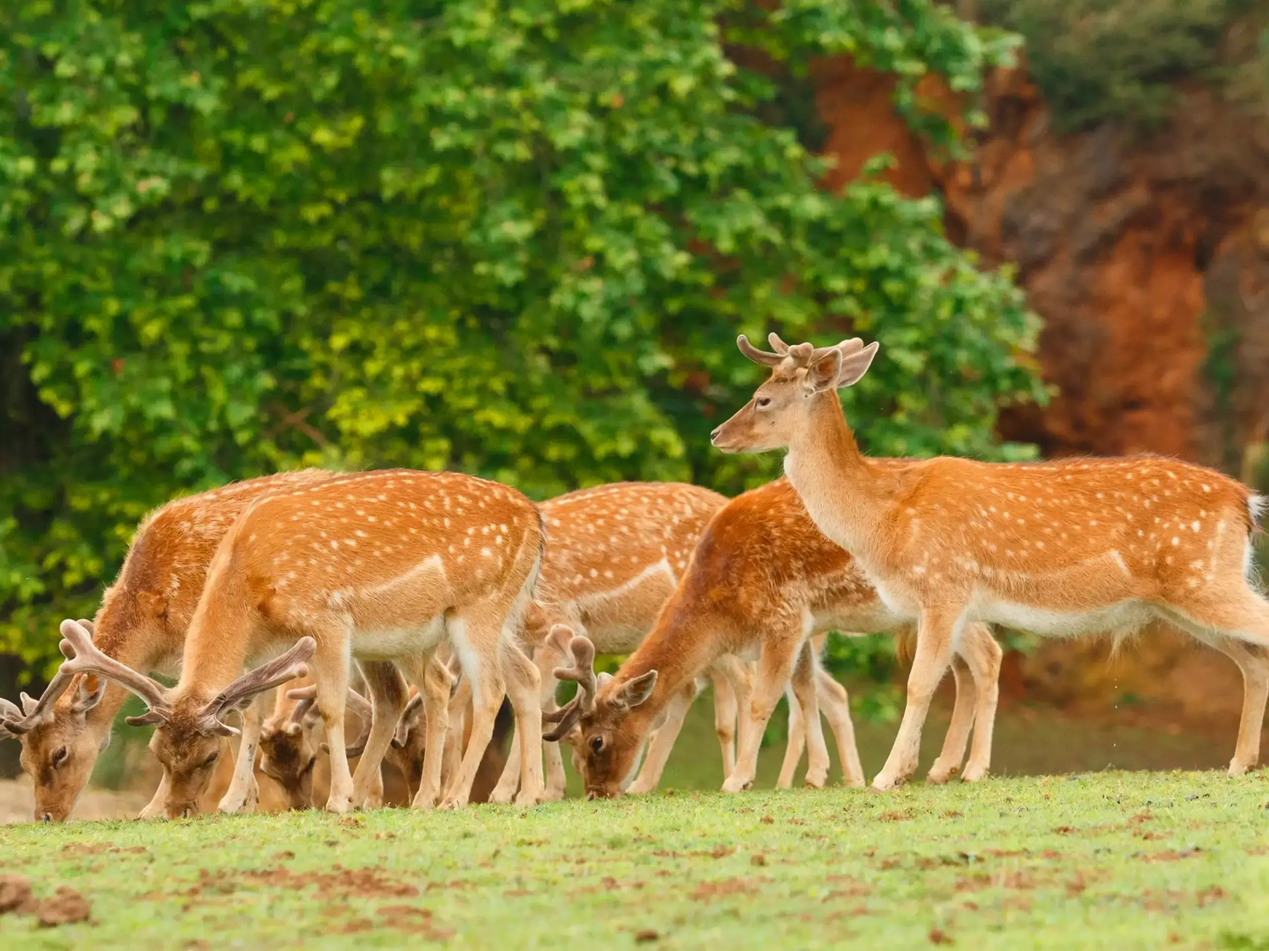 വന്യ മൃഗങ്ങളില്‍ നിന്ന് രോഗങ്ങള്‍ കൃഷിയിടങ്ങളിലേക്ക്