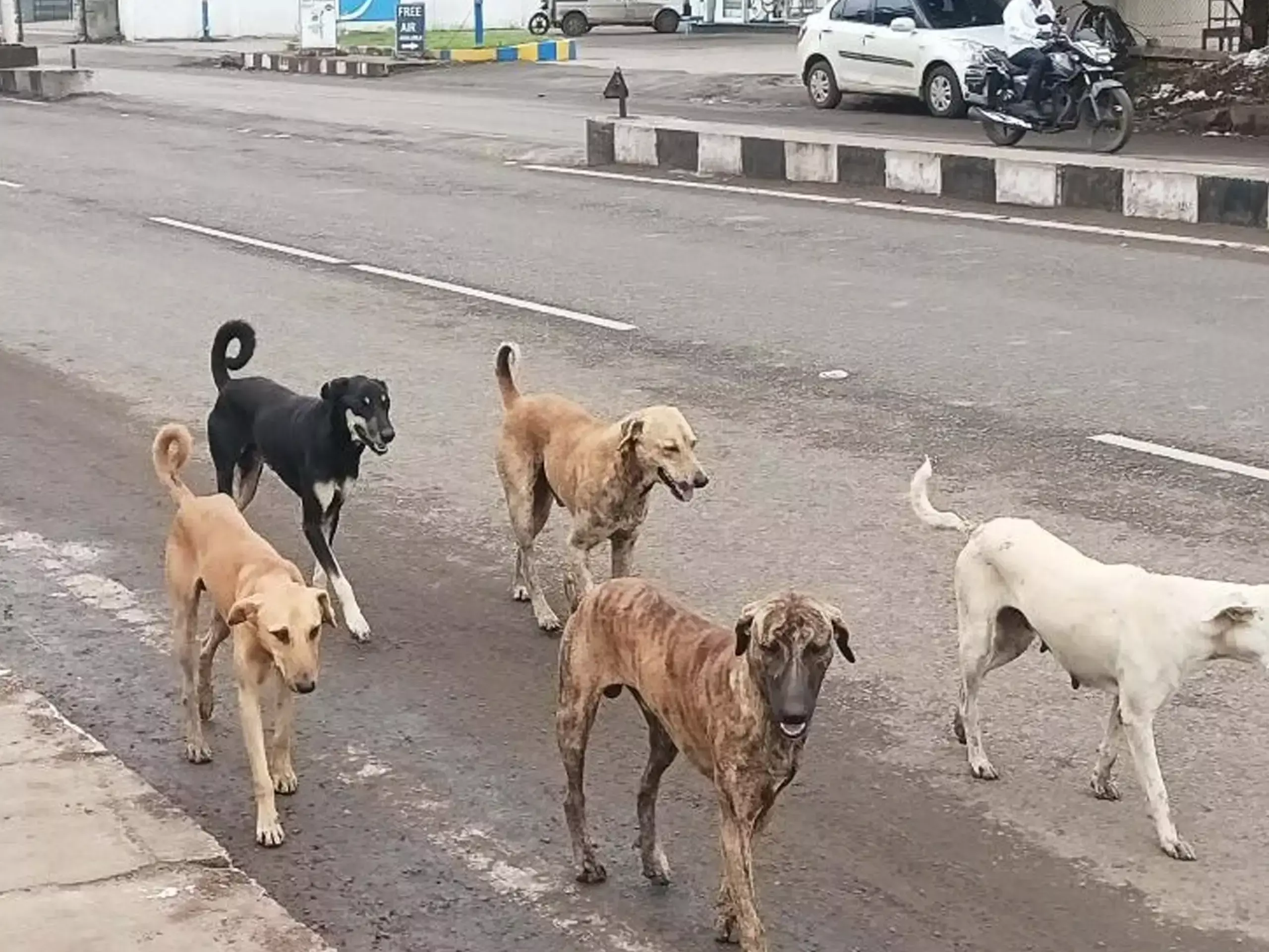 തെരുവു  നായ ആക്രമണത്തിന് ഇരയായവർക്ക് അഞ്ചു ലക്ഷം രൂപ; പ്രഖ്യാപനവുമായി കർണ്ണാടക