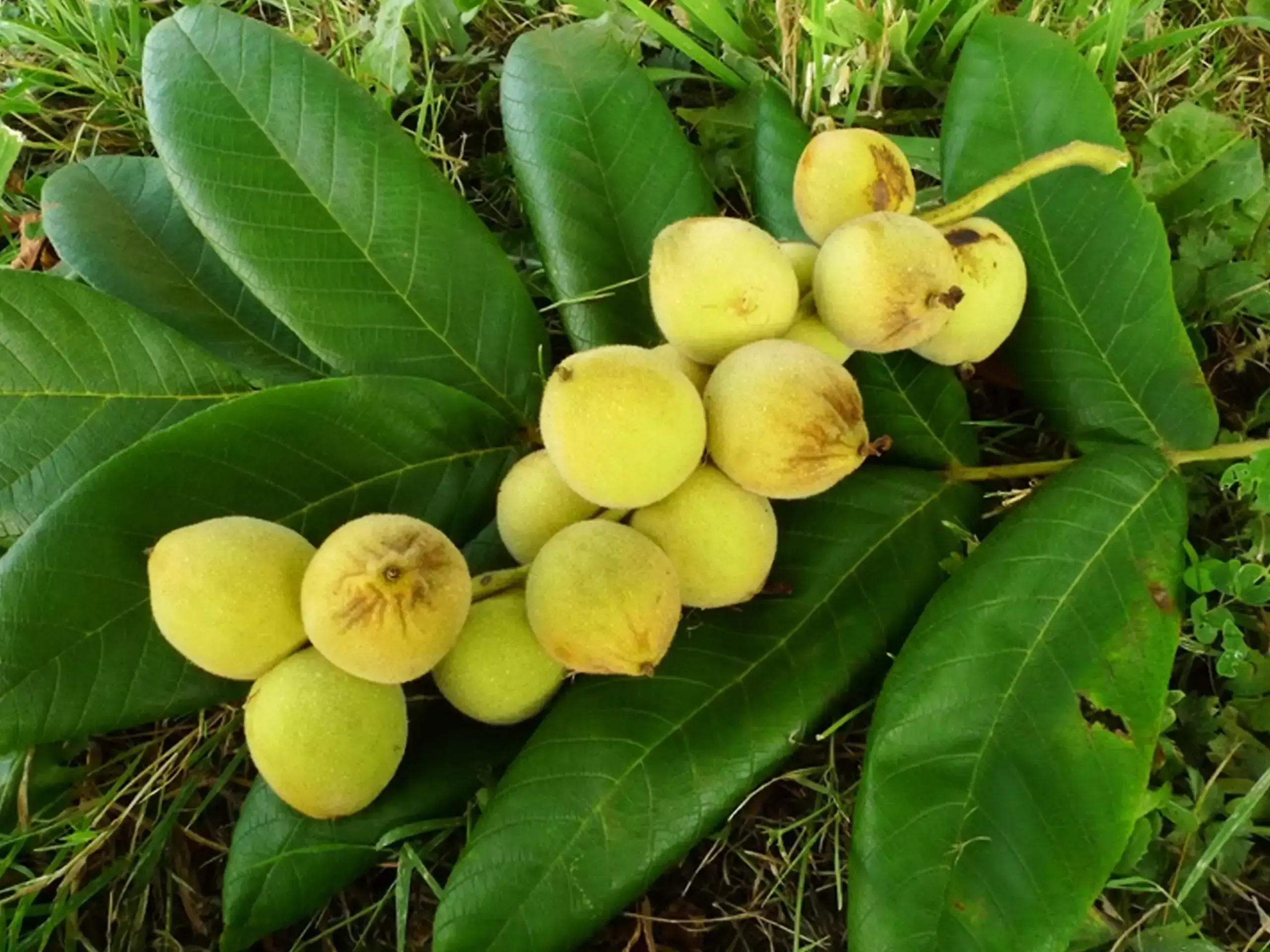 വാല്‍നട്ടില്‍ നിന്നും ജൈവ കളനാശിനി വികസിപ്പിച്ച് ജപ്പാന്‍