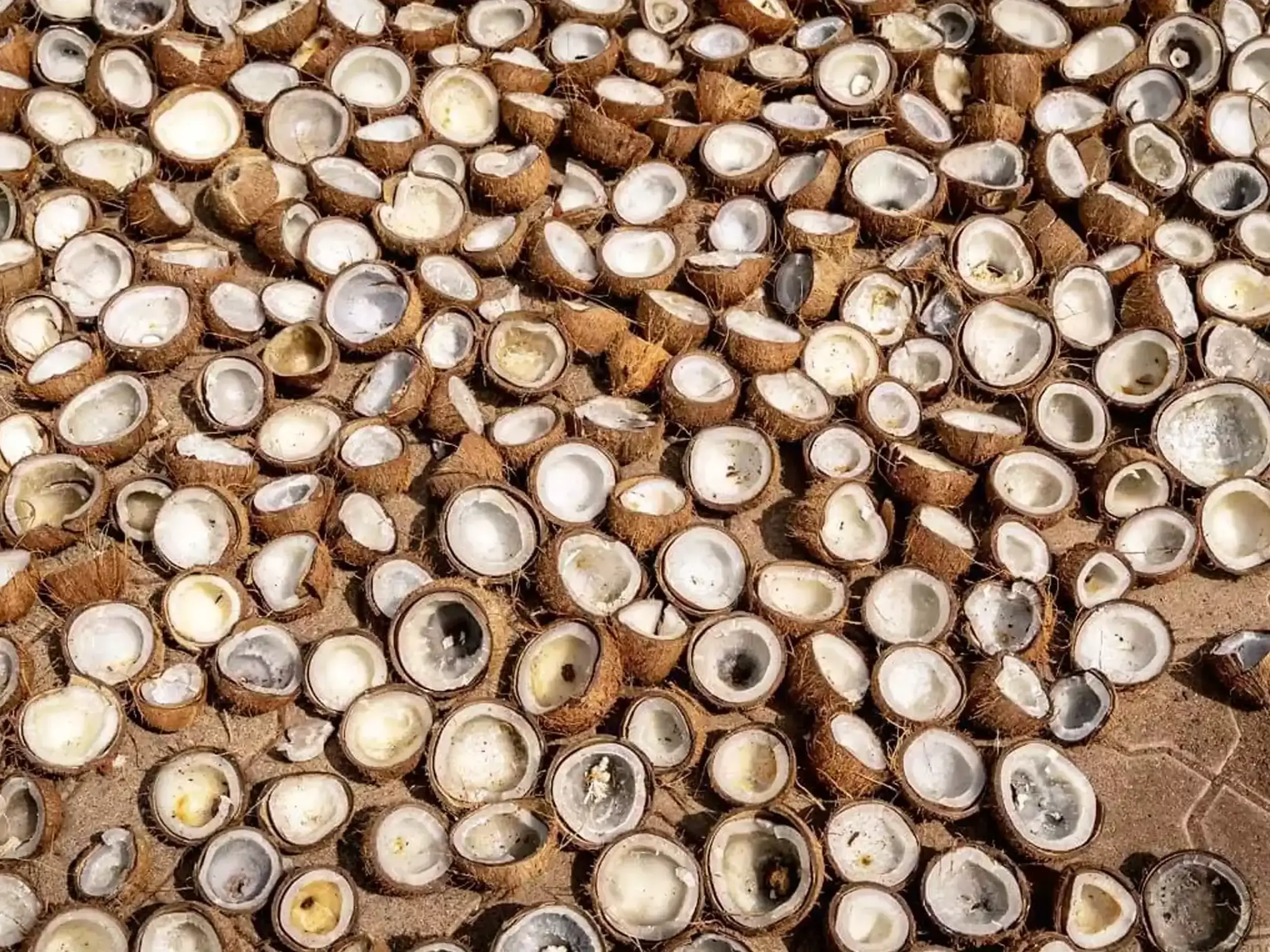 Agri News ; കർഷകർക്ക് നല്ലകാലം ; കൊപ്രയുടെ താങ്ങുവില ഉയർത്തി Agri News ; കർഷകർക്ക് നല്ലകാലം ; കൊപ്രയുടെ താങ്ങുവില ഉയർത്തി