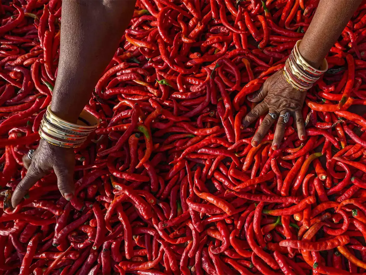 red chilly production red chilly production