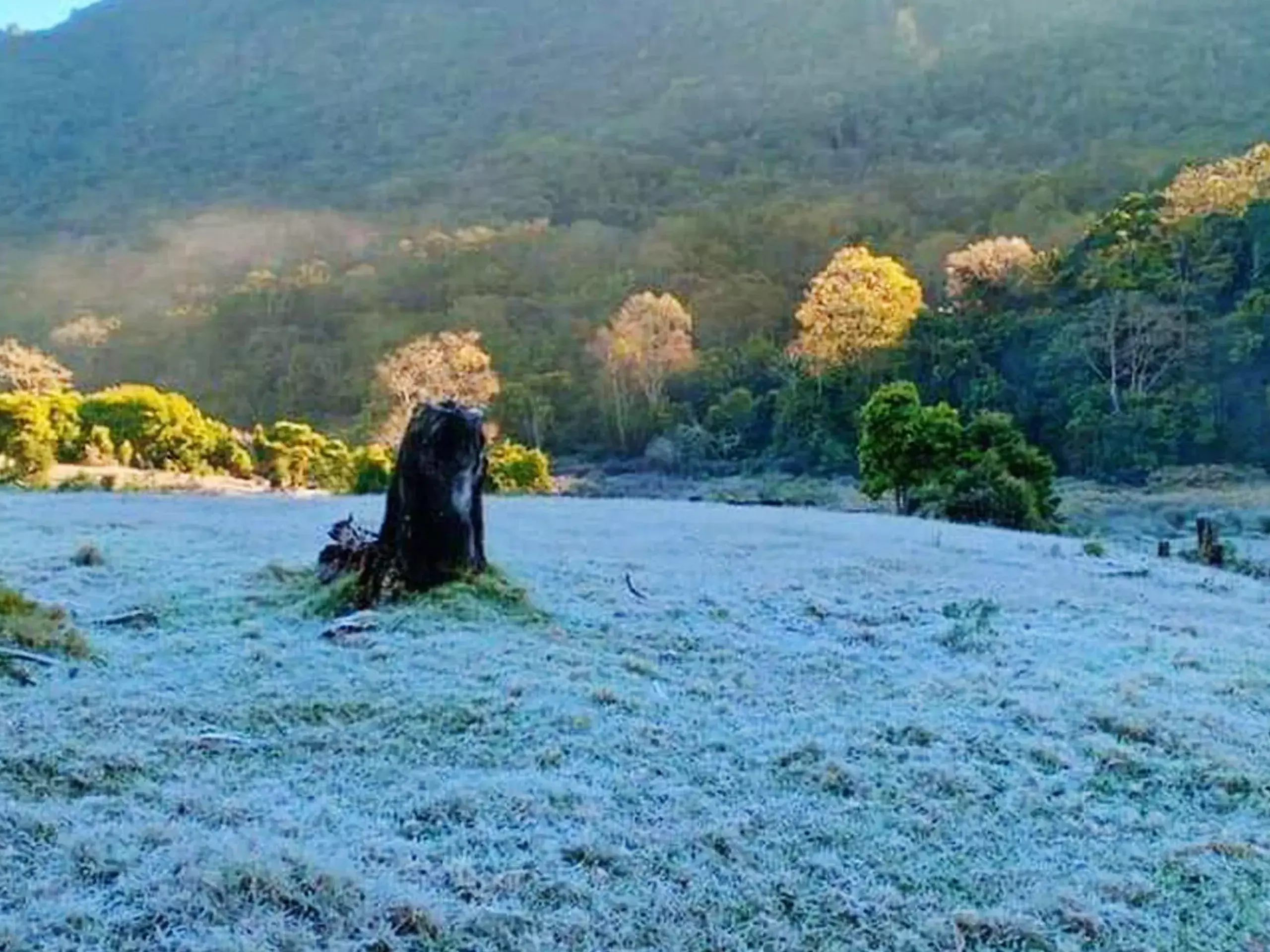 തണുത്തുറഞ്ഞ് മൂന്നാര്‍; കരിഞ്ഞുണങ്ങി തേയില