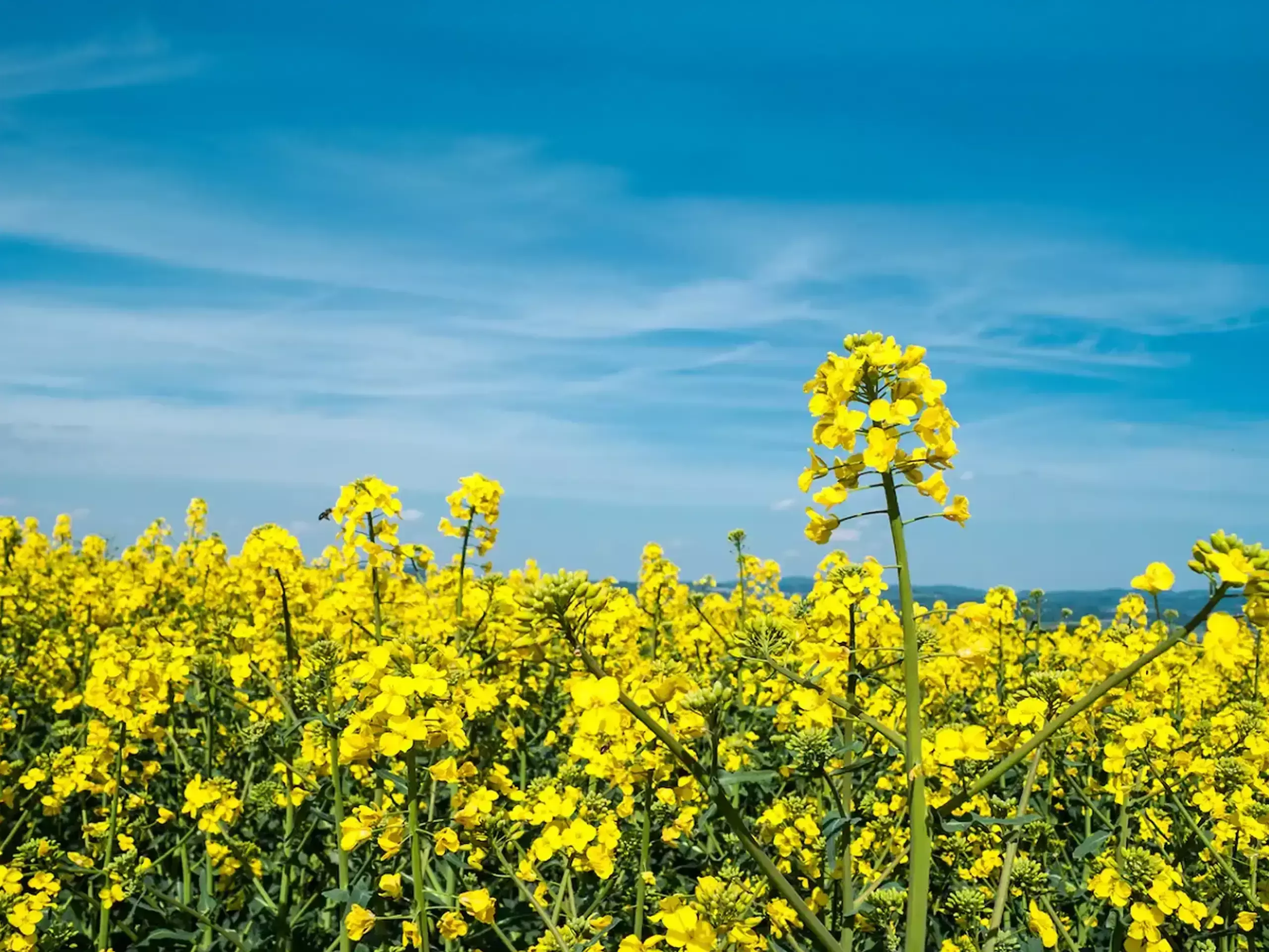 Agri News ;കടുക് കൃഷിയിൽ കുതിച്ച് ഇന്ത്യ