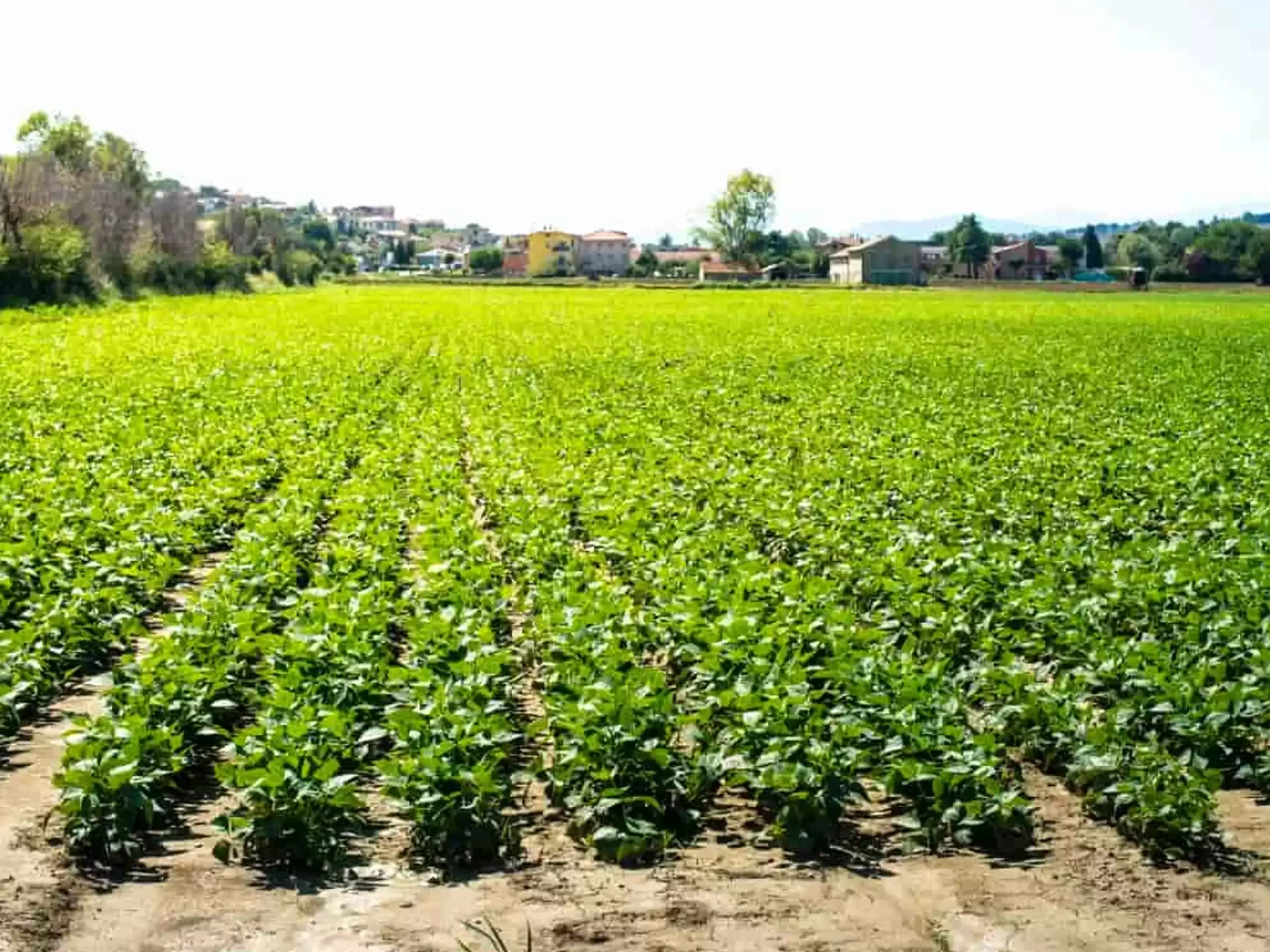 urad dal farming urad dal farming