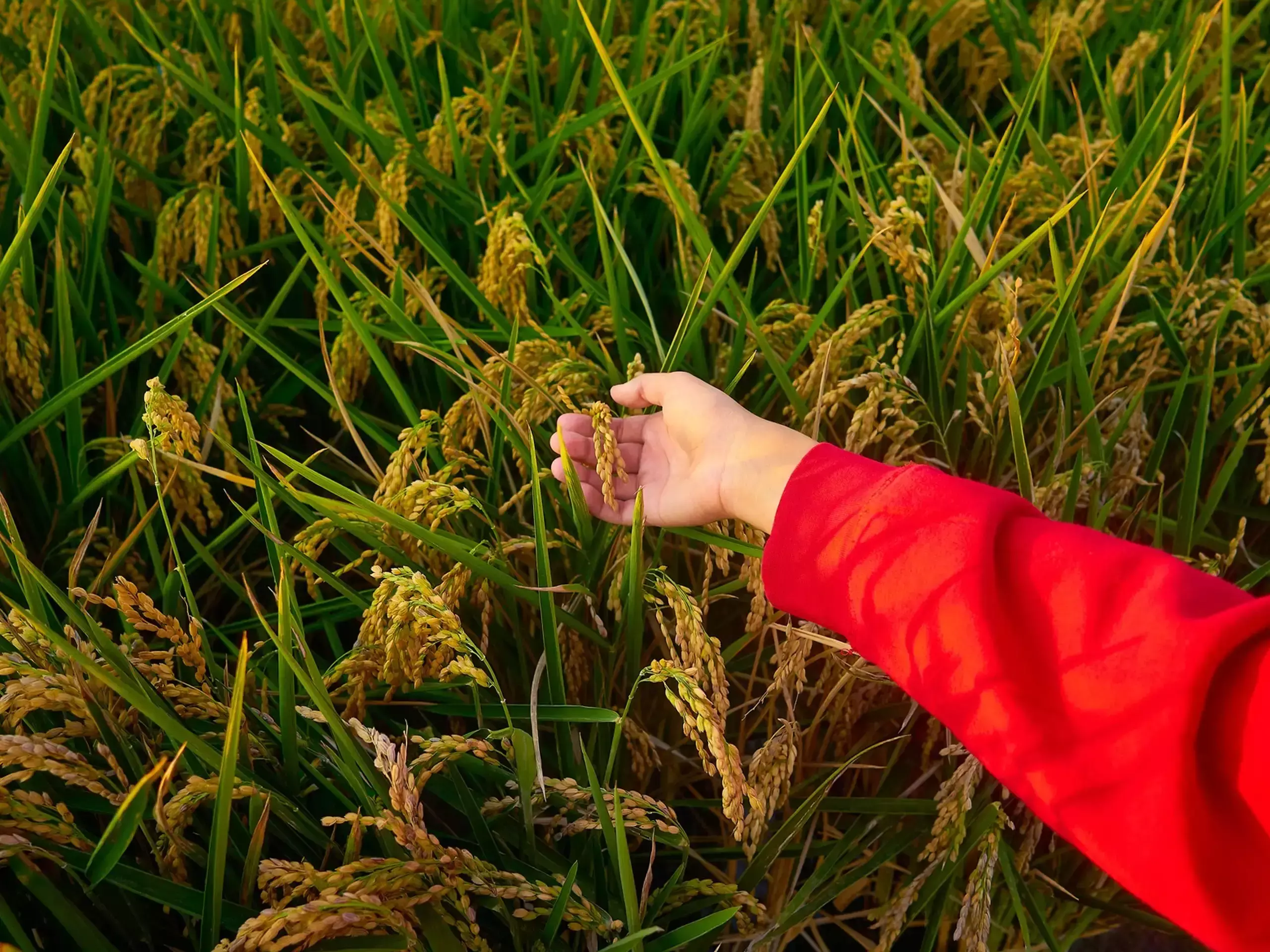 Rice Production in India :അരി ഉല്‍പ്പാദനത്തില്‍ റെക്കോര്‍ഡ്;  ഇന്ത്യ  ചൈനയെ മറികടന്ന് ഒന്നാമത്