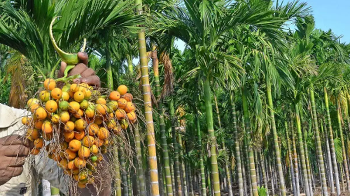 Areca nut : കവുങ്ങാണ് വിപണിയിലെ താരം; അടയ്ക്ക ഡിമാന്റ് വർധിച്ചു Areca nut : കവുങ്ങാണ് വിപണിയിലെ താരം; അടയ്ക്ക ഡിമാന്റ് വർധിച്ചു
