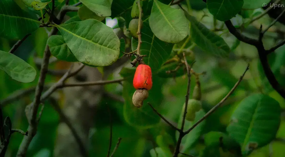 Indian Cashew Sector:ഇന്ത്യന്‍ കശുവണ്ടി മേഖല പ്രതിസന്ധിയില്‍