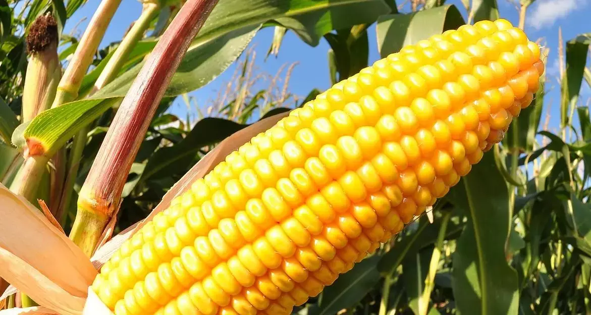 Maize Export:ഇന്ത്യയുടെ ചോളം കയറ്റുമതി വർദ്ധിച്ചു Maize Export:ഇന്ത്യയുടെ ചോളം കയറ്റുമതി വർദ്ധിച്ചു