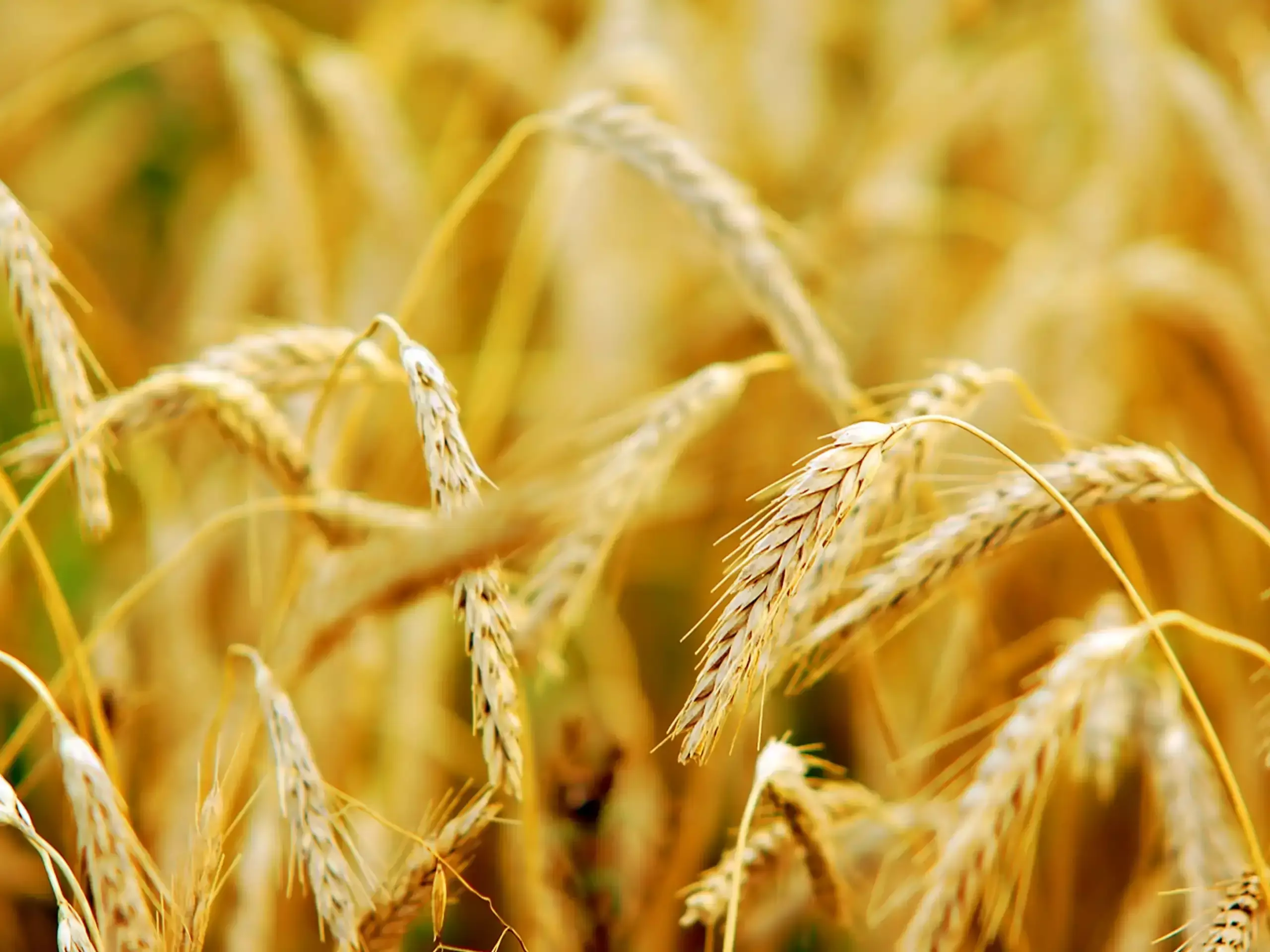 ഈ വര്‍ഷം ഗോതമ്പ് ഉല്‍പ്പാദനം  പൊടിപൊടിക്കുമെന്ന് കൃഷിമന്ത്രാലയം