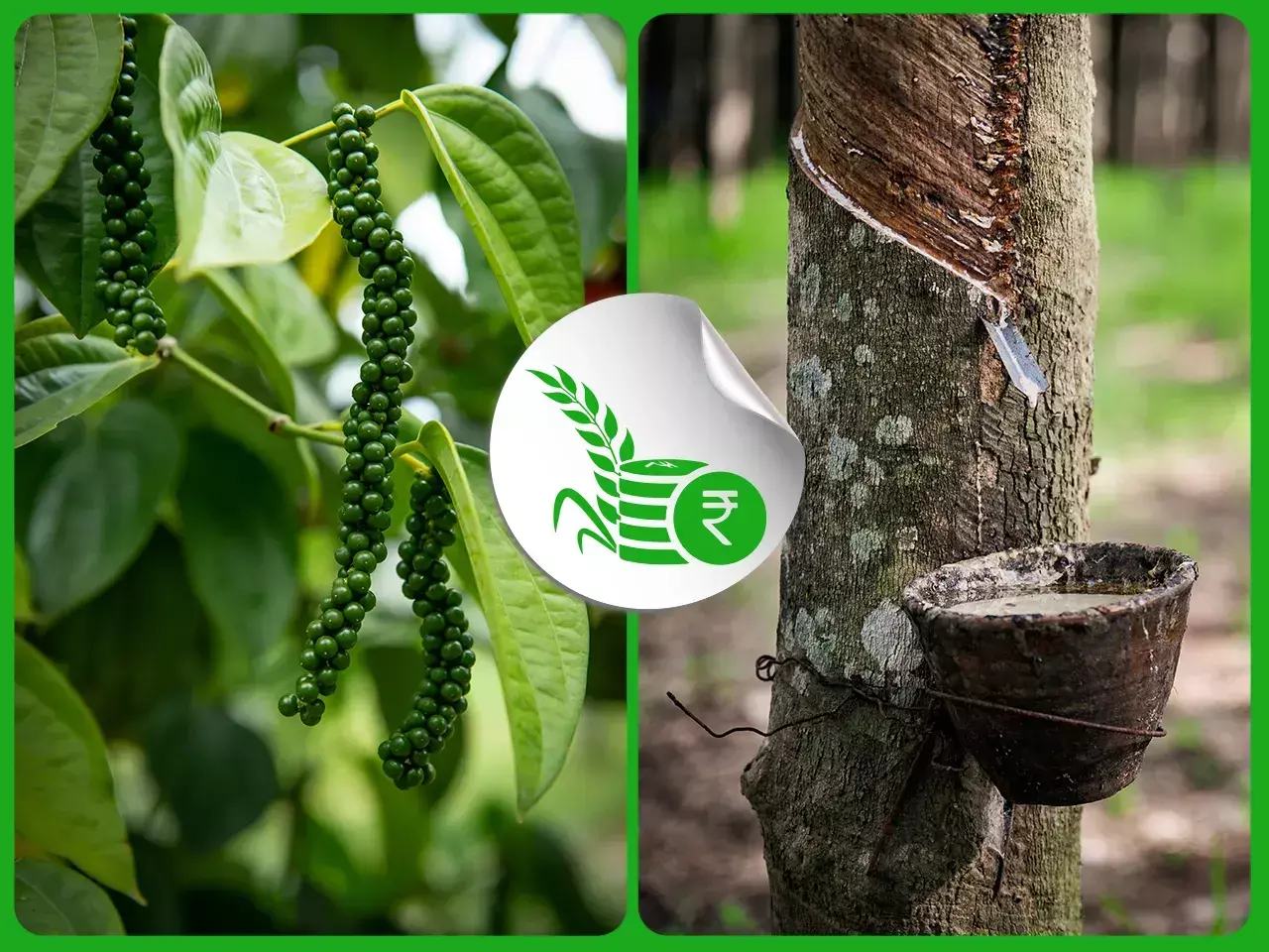 റബർ ഉൽപാദനം കുറയുന്നു; കുരുമുളക് വില ഉയർന്നേക്കും