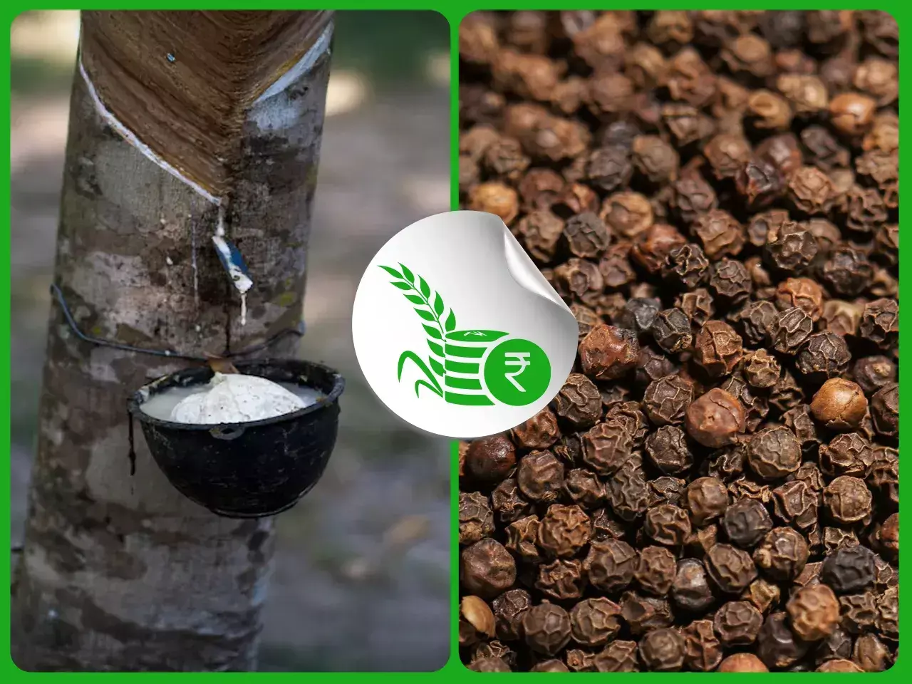 ആശ്വാസം, റബര്‍വില ഉയര്‍ന്നു;  തിളക്കത്തോടെ കുരുമുളകും