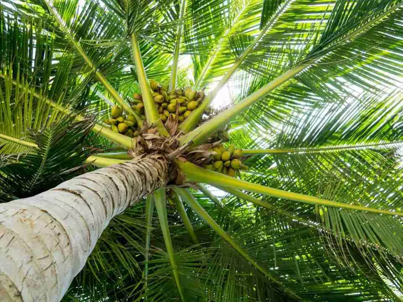 നാളികേരോല്‍പ്പാദനം വര്‍ധിപ്പിക്കാനും പദ്ധതി