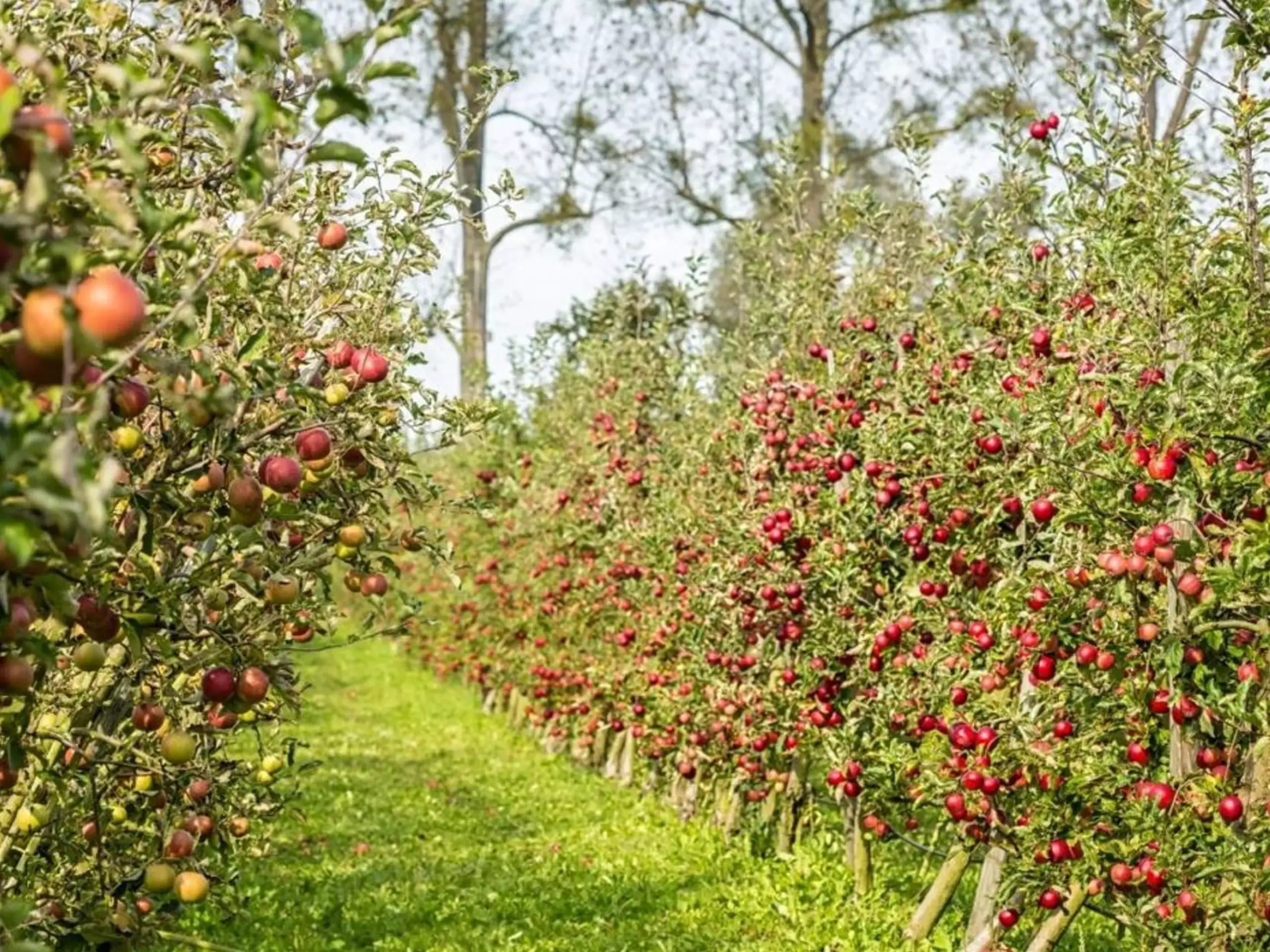 വ്യാപാര കരാര്‍: കുറഞ്ഞ തീരുവയില്‍ ആപ്പിളും   പരുത്തിയും ഇറക്കുമതി ചെയ്യും