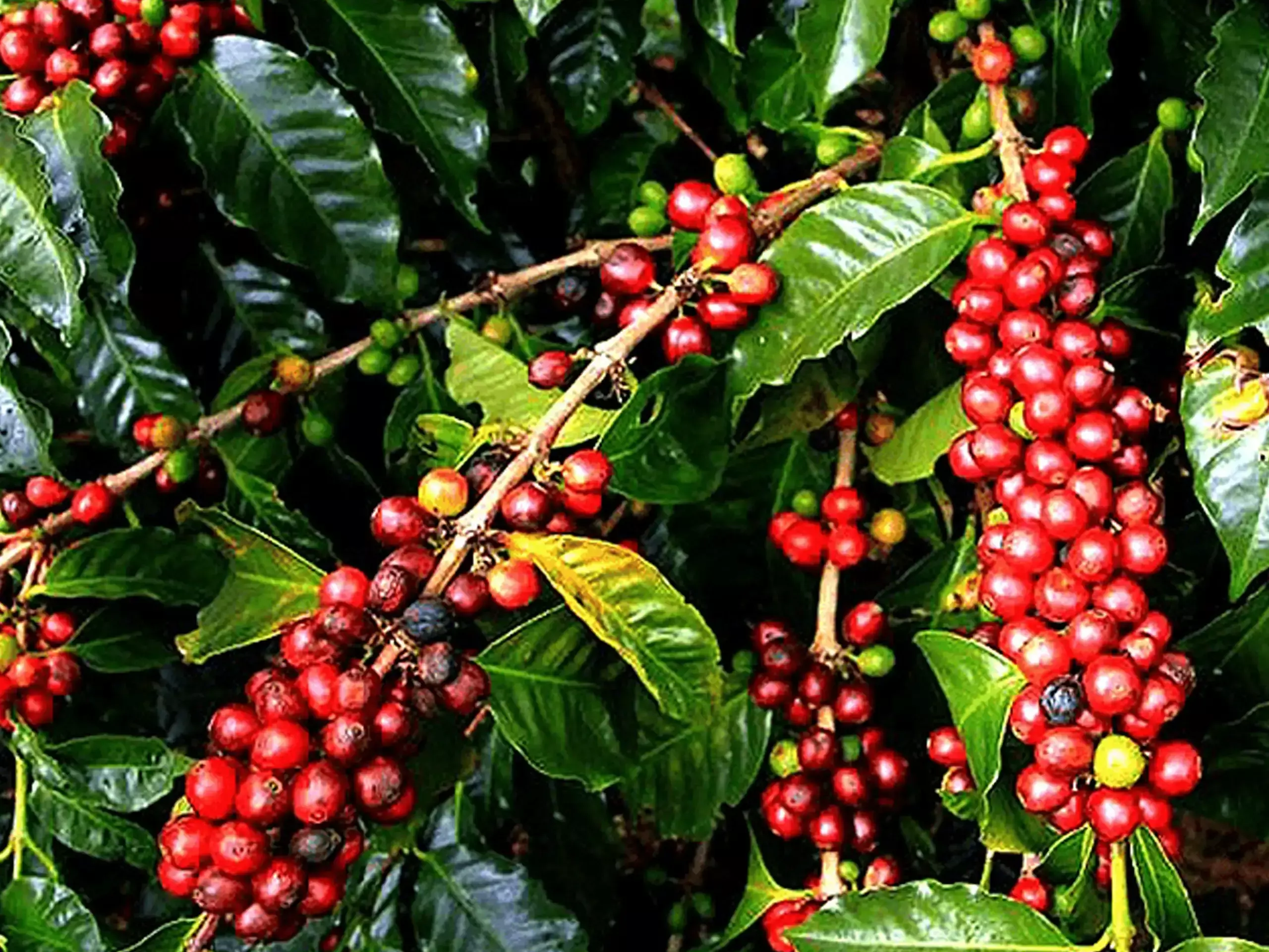 തോട്ടങ്ങളില്‍നിന്ന് കഫേകളിലേക്ക്;   കോഫിലോകം ബെംഗളൂരുവില്‍ സജീവമാകുന്നു