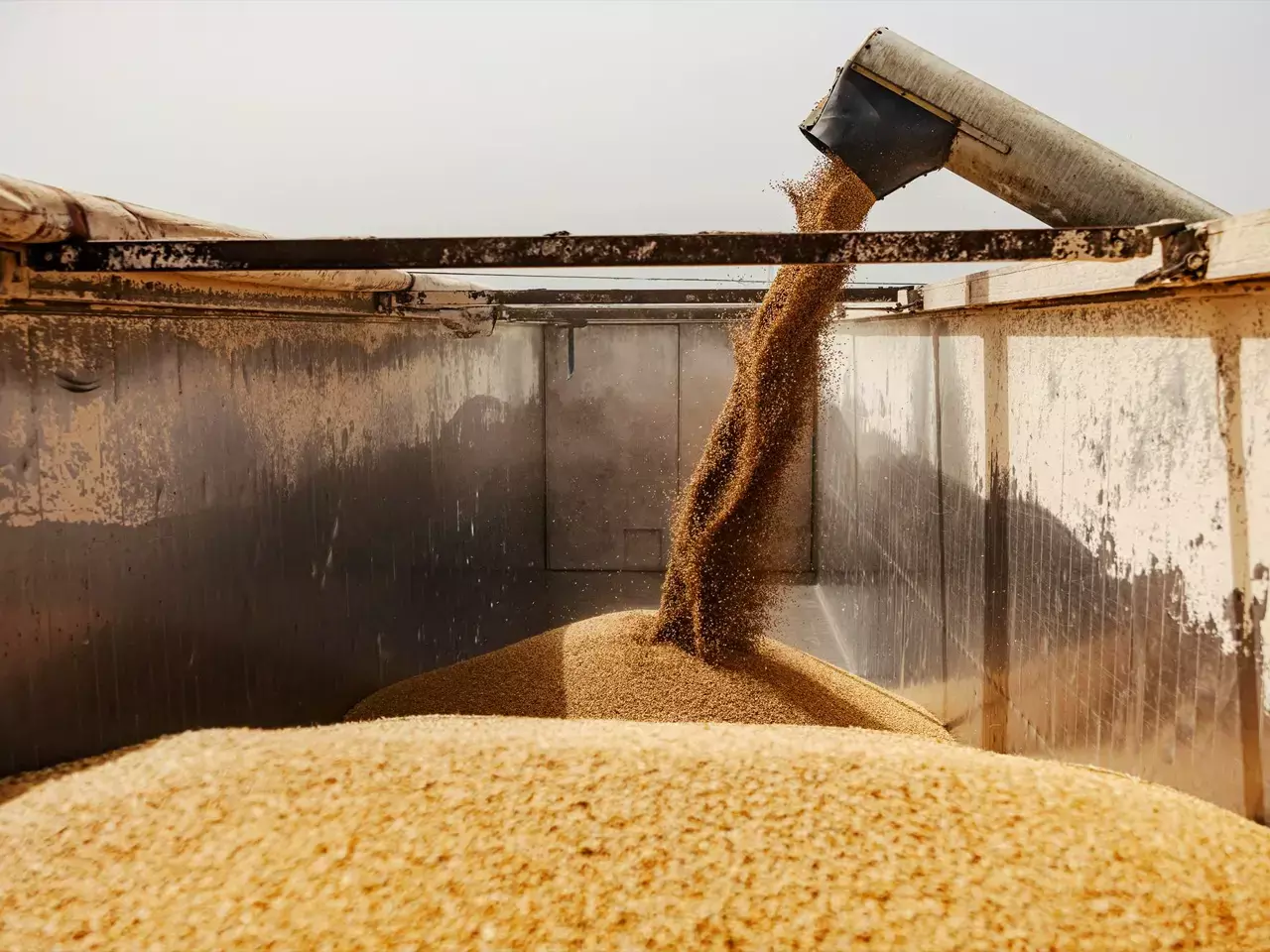 wheat exports unlikely to meet target, report says