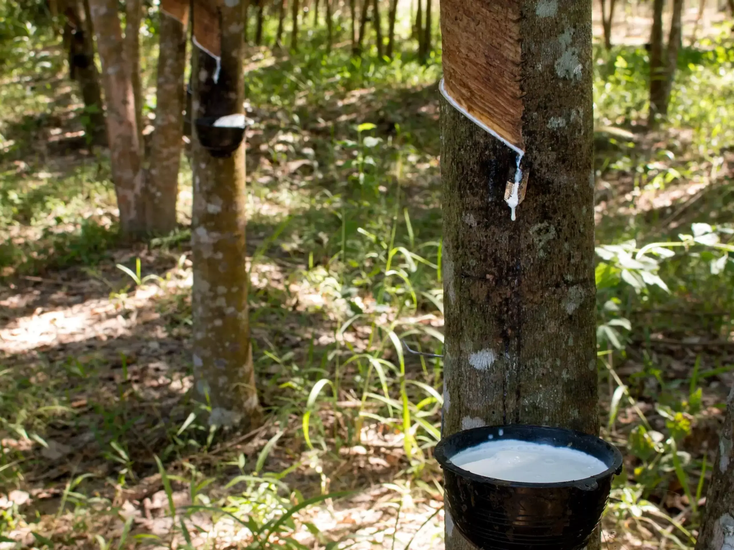 റബര് കര്ഷകര്ക്ക് ആശ്വാസം; ഉല്പ്പാദനവും ആവശ്യകതയും ഉയരും റബര് കര്ഷകര്ക്ക് ആശ്വാസം; ഉല്പ്പാദനവും ആവശ്യകതയും ഉയരും