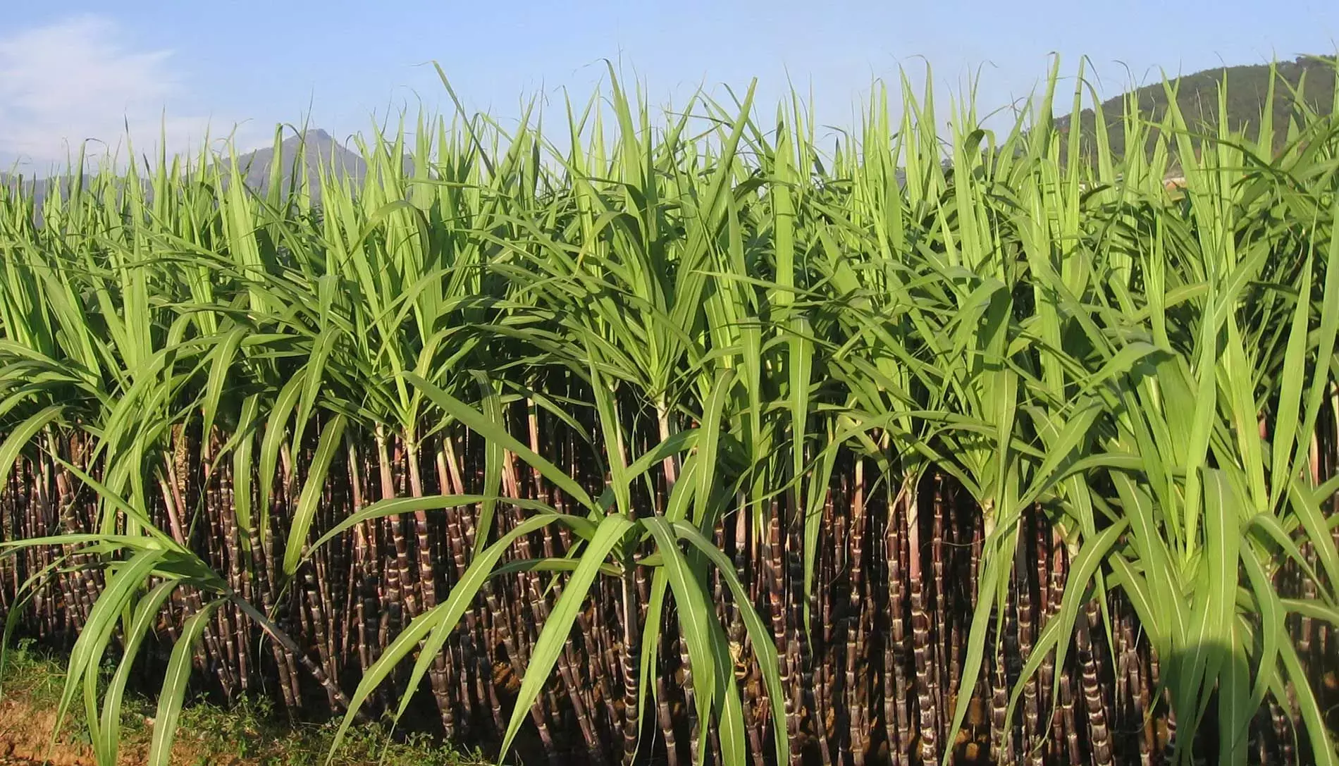 Sugar Production : അമിതമഴയുടെ ആഘാതം: ഇന്ത്യയിലെ പഞ്ചസാര ഉൽപ്പാദനം കുറയാൻ സാധ്യത