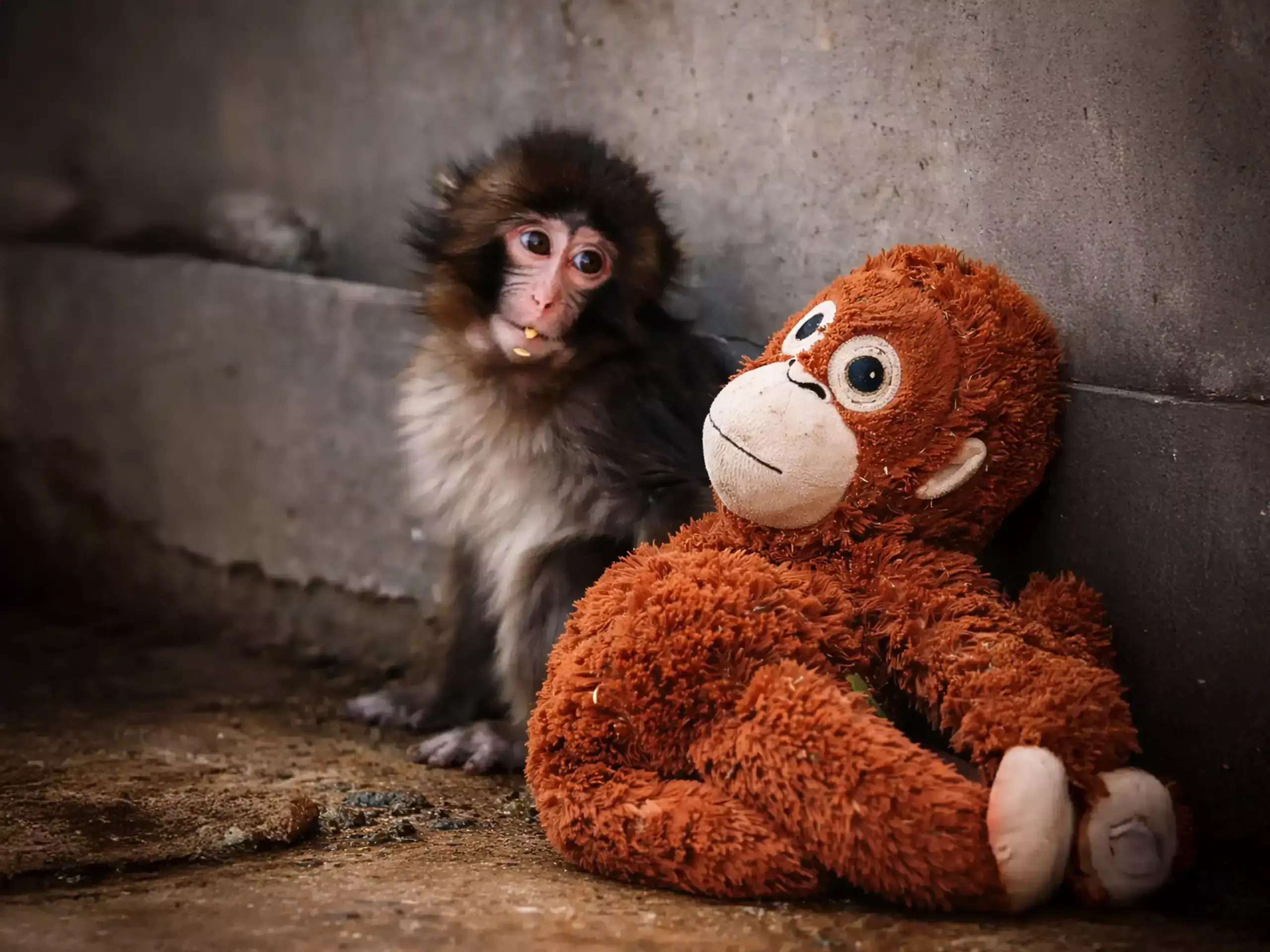 പാവക്കുട്ടിയിലൂടെ വിരിഞ്ഞ വിപ്ലവം; കുട്ടിപ്പഞ്ച്   മാറ്റിവരച്ചത് ഒരു നഗരത്തിന്റെ ടൂറിസം ഭൂപടം