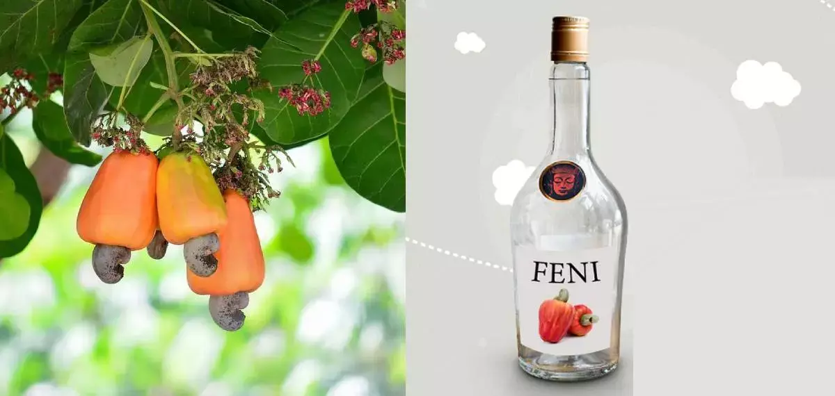 K-Feni to Hit Kerala Market in March : മാർച്ച് മുതൽ വിപണിയിൽ ‘കെ-ഫെനി’; കശുമാങ്ങയ്ക്ക് പുതുജീവൻ