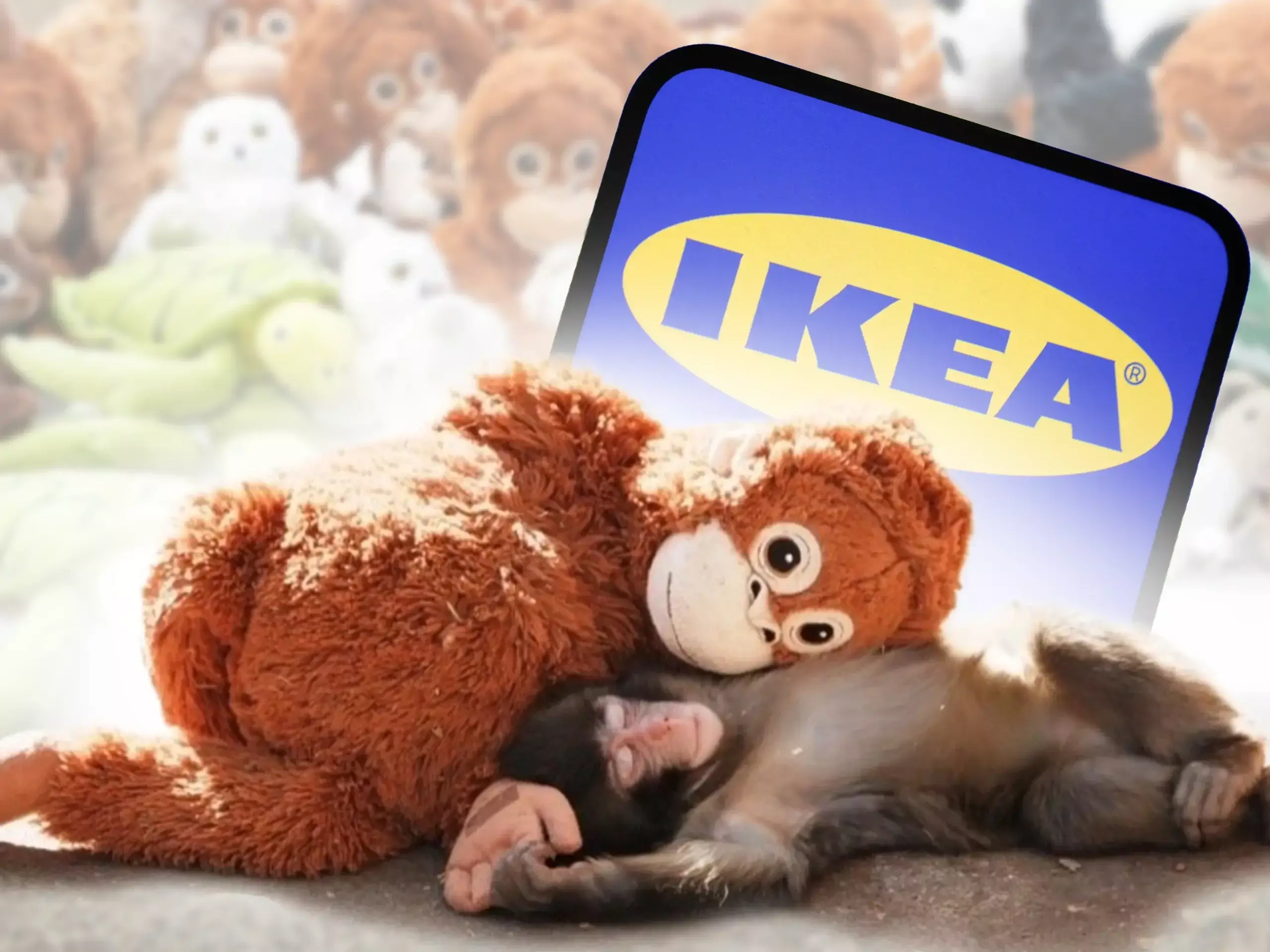 കുഞ്ഞു പഞ്ചിൻ്റെ സ്നേഹം; ലോകമെമ്പാടും അറങുട്ടാൻ ഹിറ്റാക്കി ഐകിയ, ഇനി പരസ്യം എന്തിന് ? കുഞ്ഞു പഞ്ചിൻ്റെ സ്നേഹം; ലോകമെമ്പാടും അറങുട്ടാൻ ഹിറ്റാക്കി ഐകിയ, ഇനി പരസ്യം എന്തിന് ?