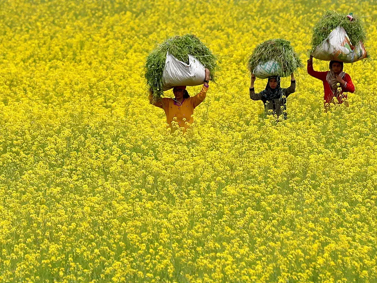 will gm revolution come to indian kitchens, meeting to decide fate of gm mustard