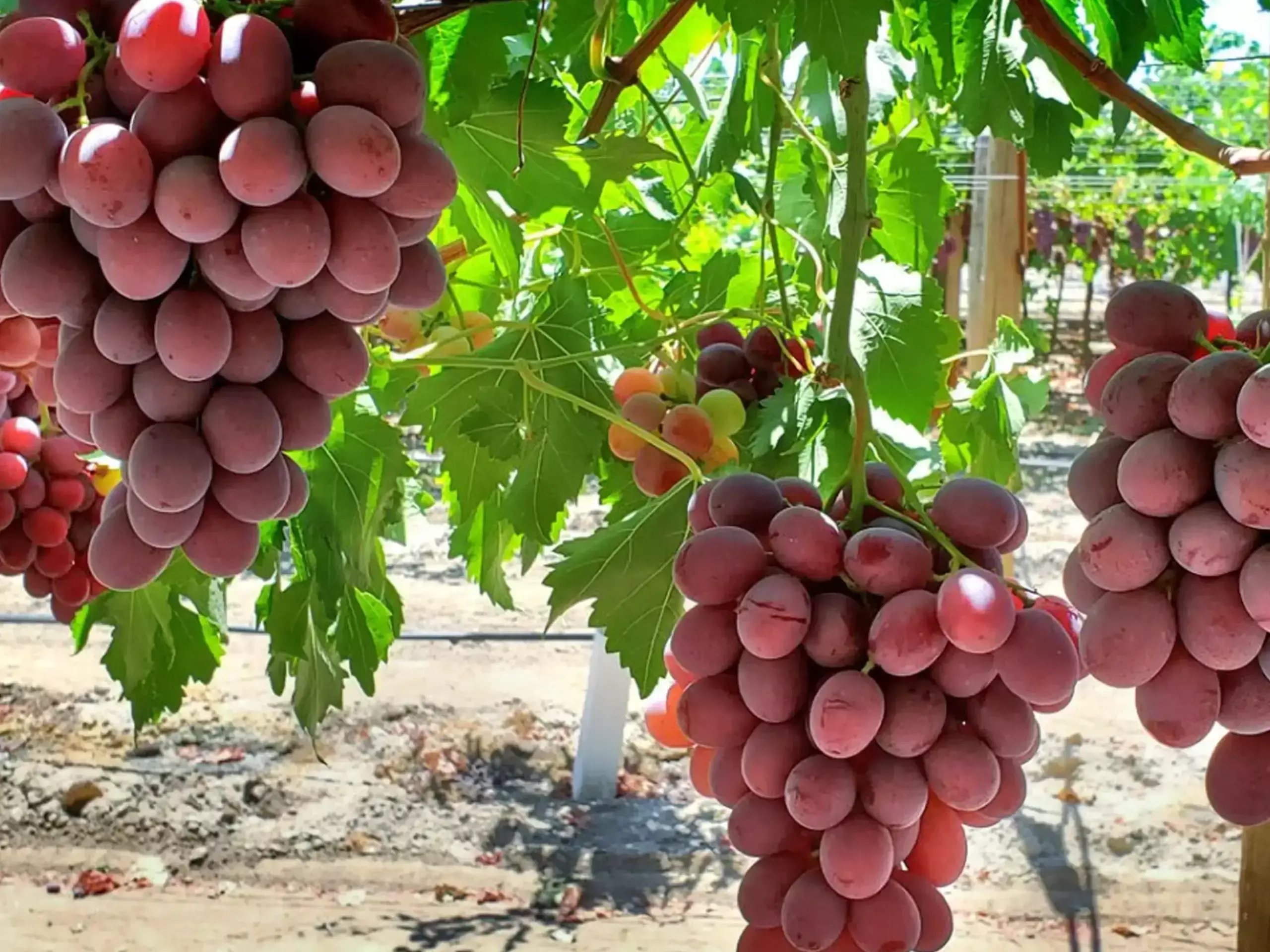 മുന്തിരിവണ്ടികള്‍ക്കും വഴിമുട്ടി; ഗള്‍ഫിലേക്കുള്ള   കയറ്റുമതി നിലച്ചു, ടണ്‍ കണക്കിന് ചരക്ക്   തുറമുഖങ്ങളില്‍ കുടുങ്ങി