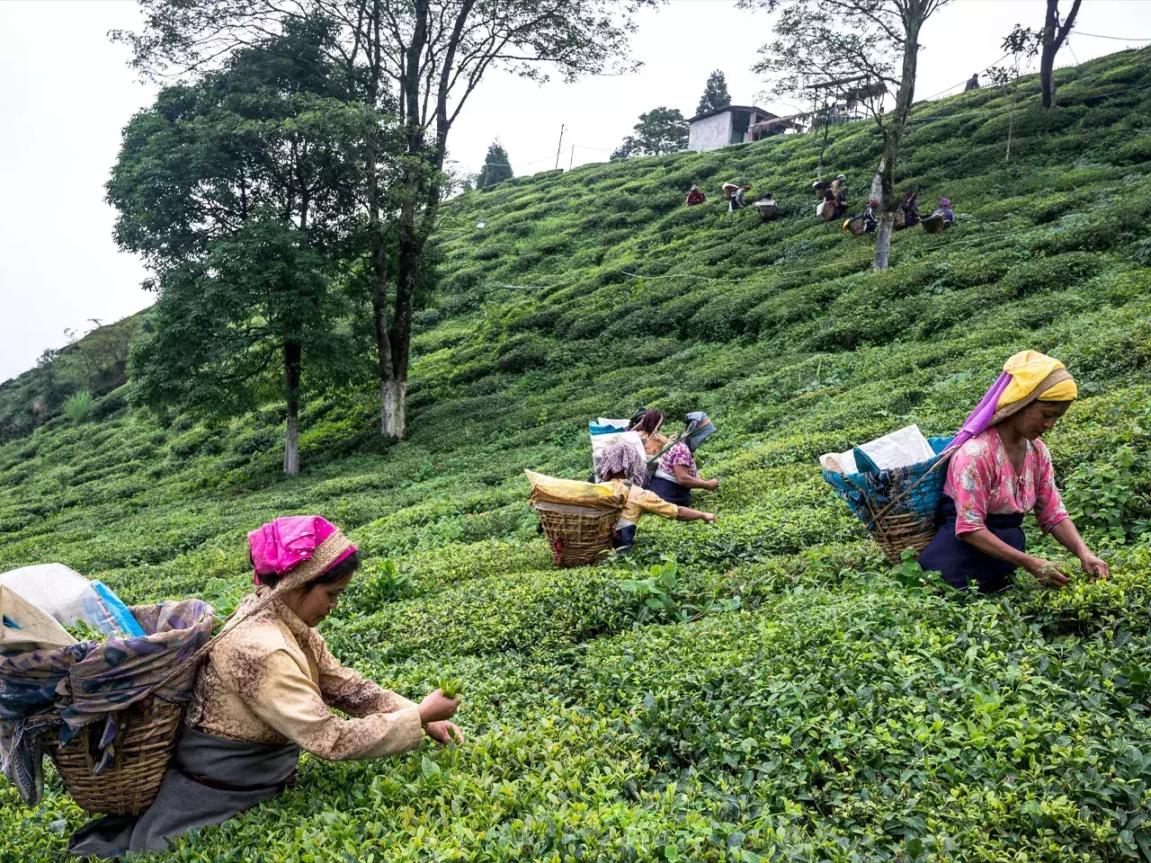 this is the big threat facing the champagne of teas this is the big threat facing the champagne of teas