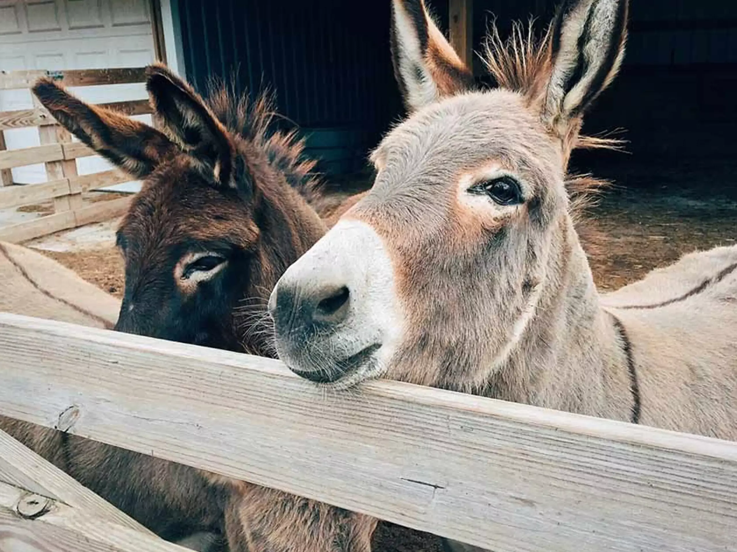 പണം വാരാം, ഒരു ലിറ്റർ കഴുതപ്പാലിന് 7,000 രൂപ വരെ; 50 ലക്ഷം രൂപ ധനസഹായം