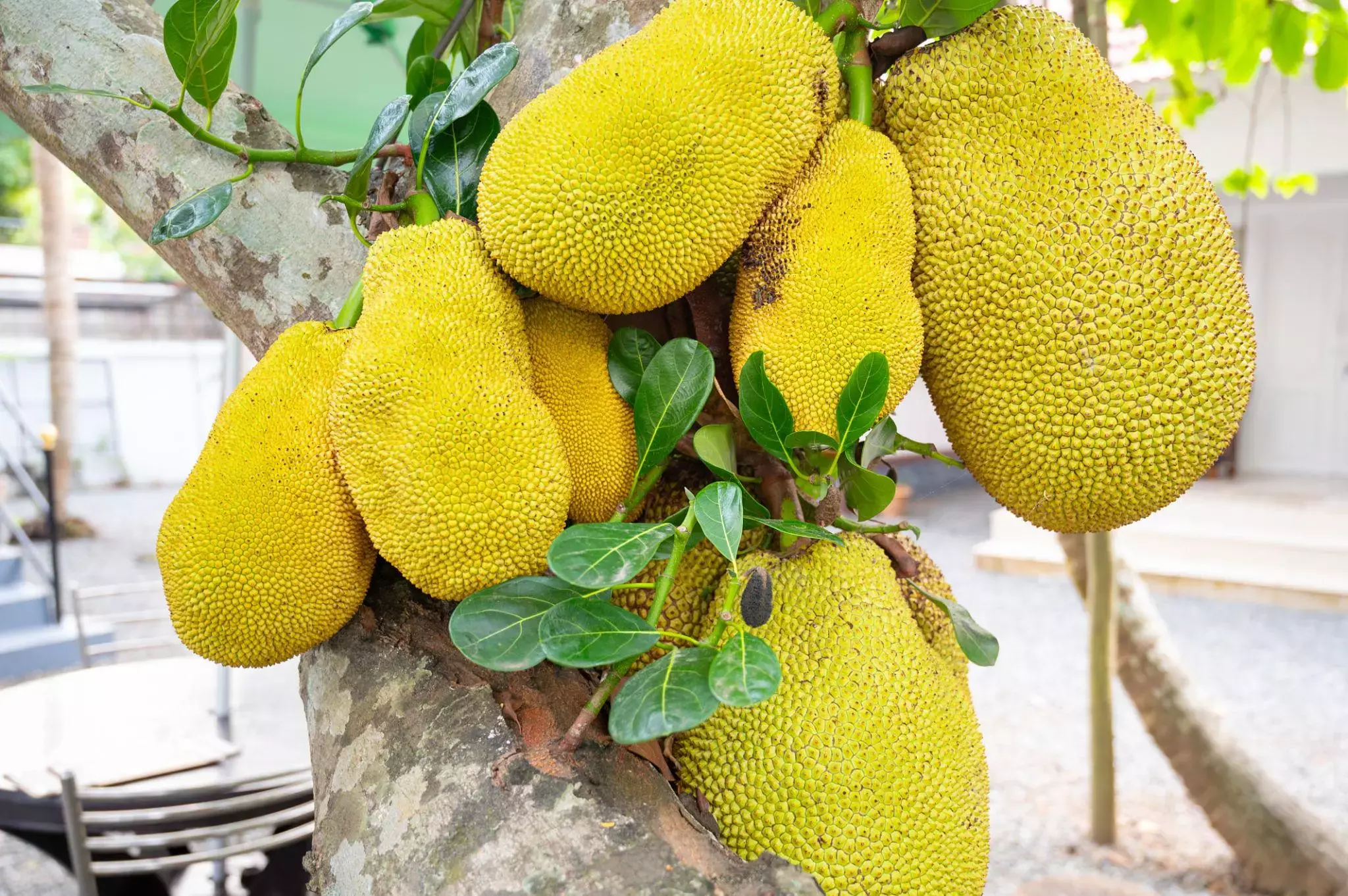 Jackfruit Season in Kerala; സംസ്ഥാനത്ത് ചക്കക്കാലം സജീവം: അനുകൂല കാലാവസ്ഥയിൽ മികച്ച വിളവിന് പ്രതീക്ഷ