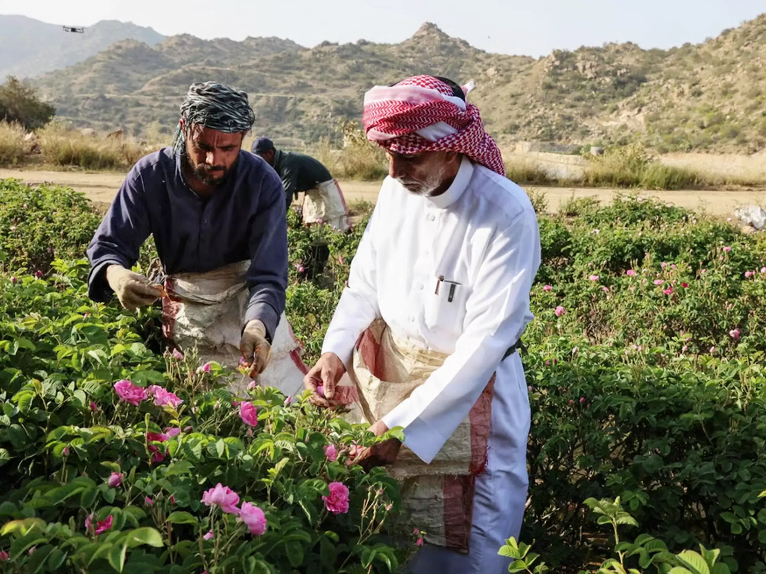സൗദിയില് റോസാപ്പൂ വിപ്ലവം; ഉത്പാദനത്തില് 15 ശതമാനം വര്ധന സൗദിയില് റോസാപ്പൂ വിപ്ലവം; ഉത്പാദനത്തില് 15 ശതമാനം വര്ധന