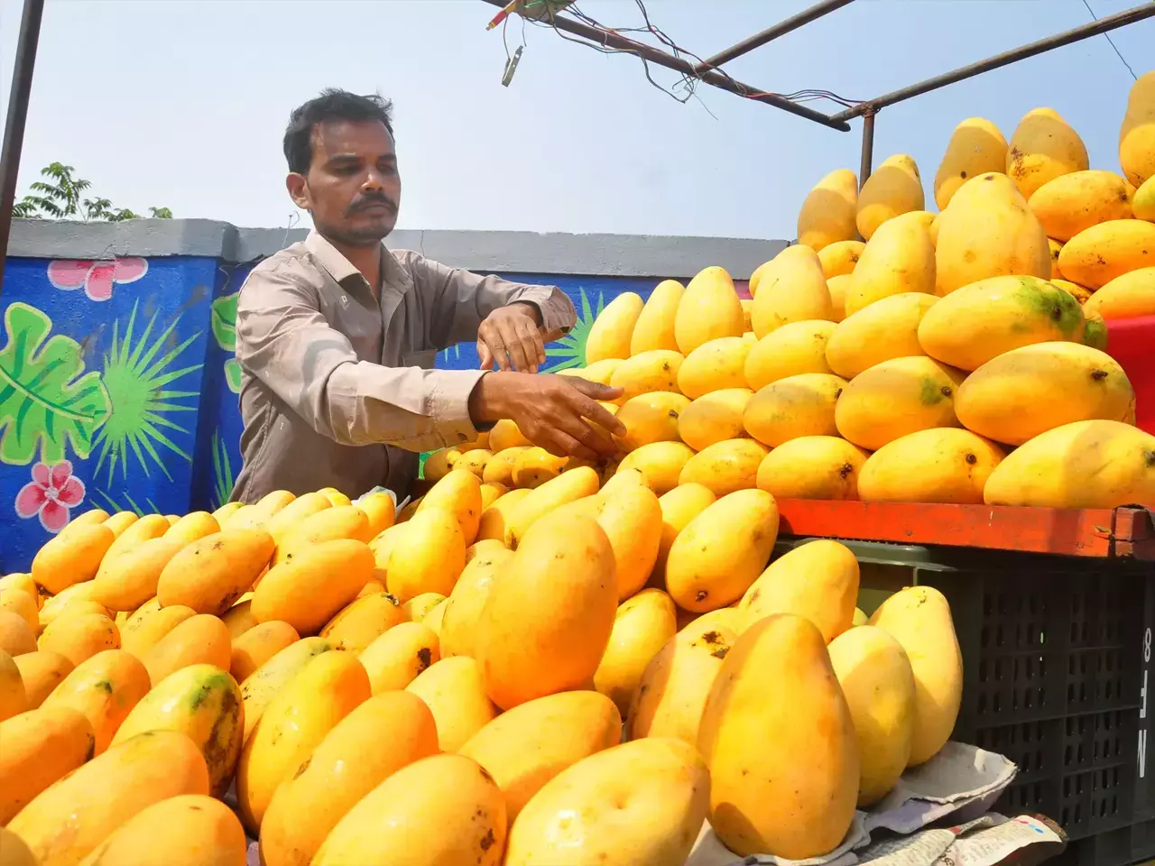 costs reduced, taste not compromised, indian mangoes are also available in singapore