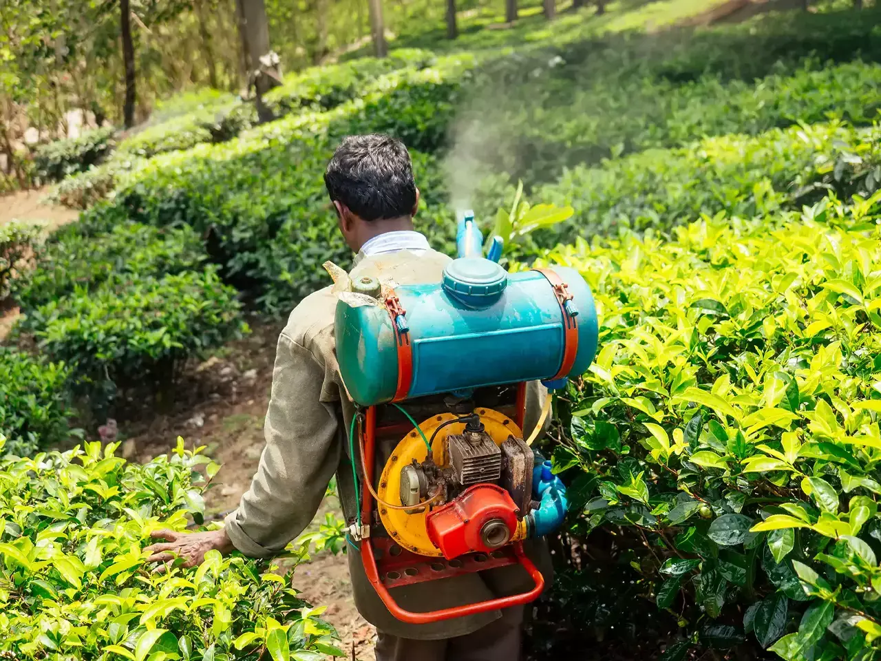 central govt moves to ensure tea is free from toxins, strict limits on pesticides central govt moves to ensure tea is free from toxins, strict limits on pesticides