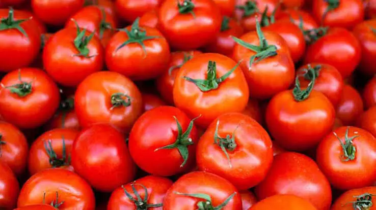 Tomato Prices: തക്കാളി വിലയിൽ വൻ ഇടിവ്; ഒരാഴ്ചയ്ക്കിടെ 65 ശതമാനം കുറഞ്ഞു Tomato Prices: തക്കാളി വിലയിൽ വൻ ഇടിവ്; ഒരാഴ്ചയ്ക്കിടെ 65 ശതമാനം കുറഞ്ഞു